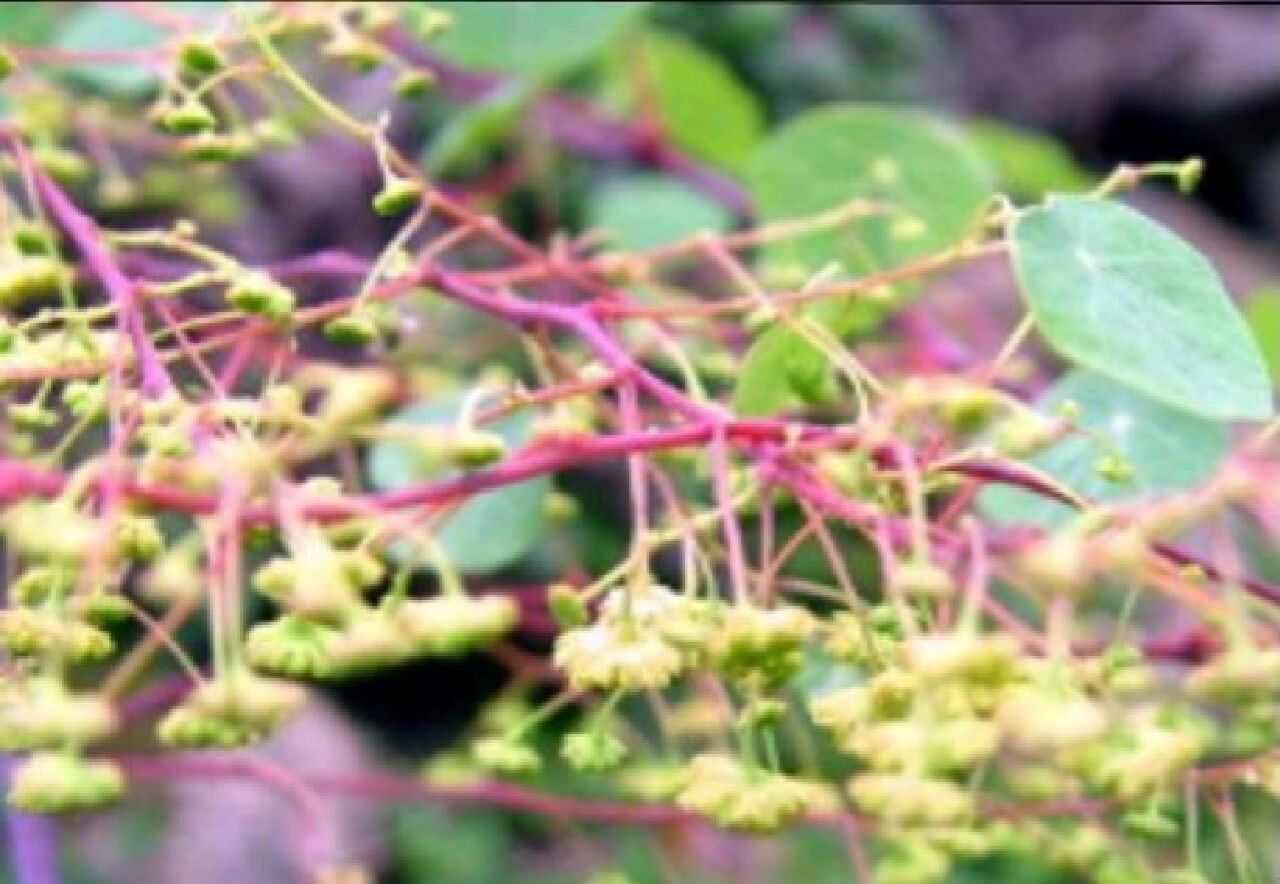 记录认识的中药材 75 | 头花千金藤 99药材名: 头花千金藤(防己科)