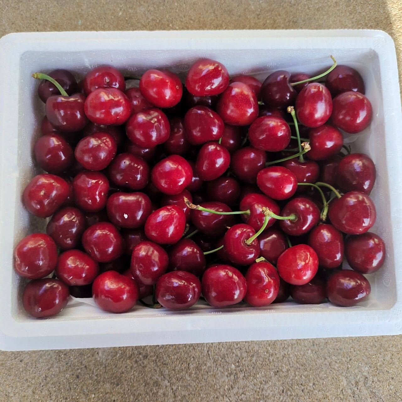 压轴品种——冰库大樱桃爆单6015 今天上海部分地区可以正常发