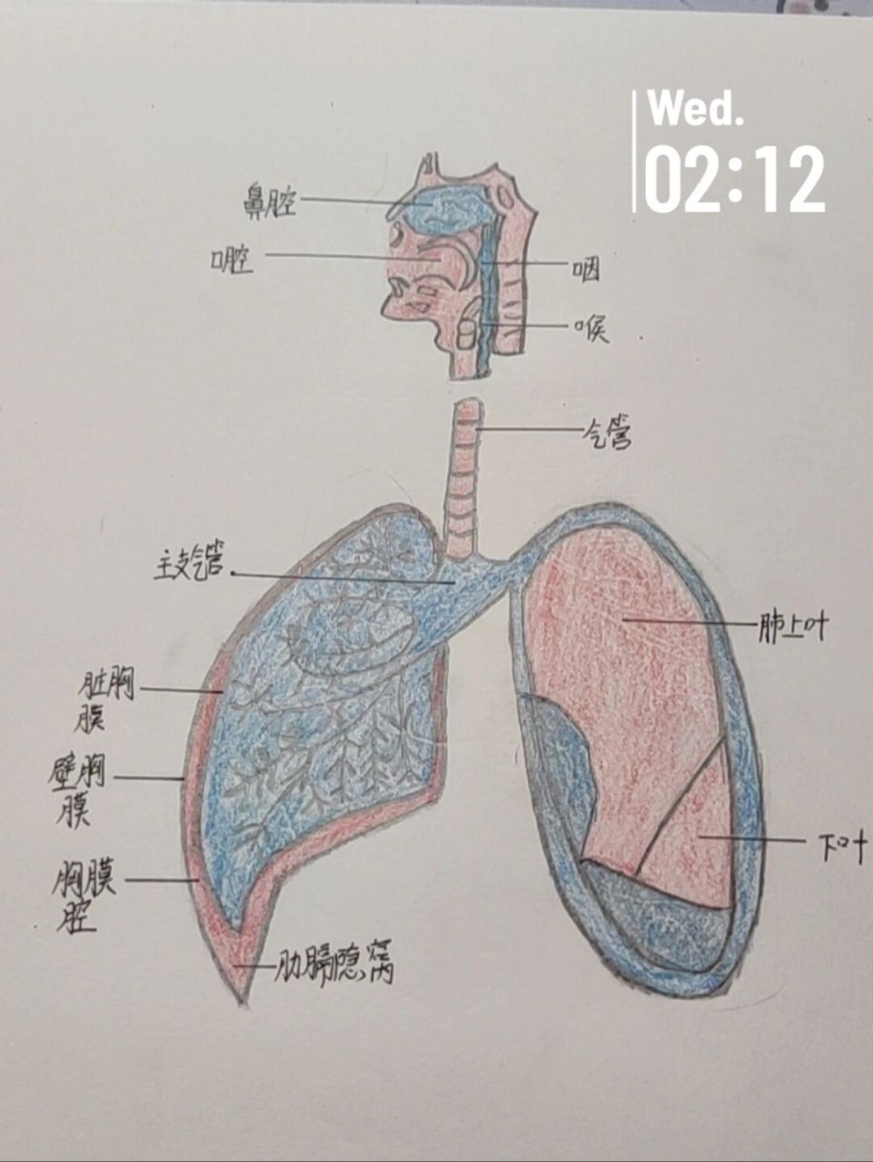 人体呼吸系统简单图片