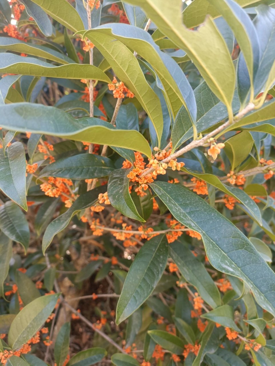 蜜源植物 图1 鹅掌柴,俗称鸭脚木 图2 枇杷 图3