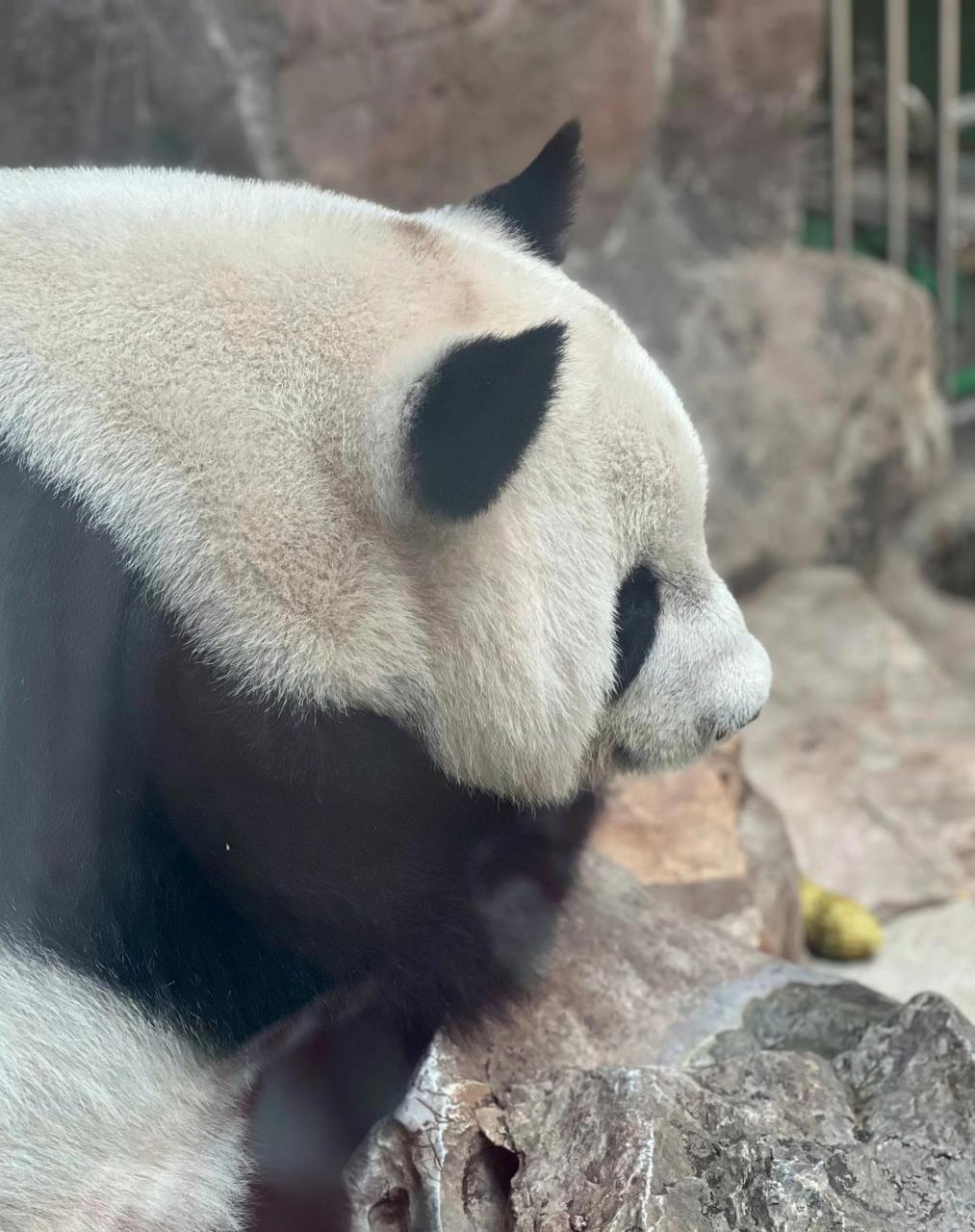 大熊猫萌萌在带儿子萌兰的时候,还带着美兰和别的熊的孩子.