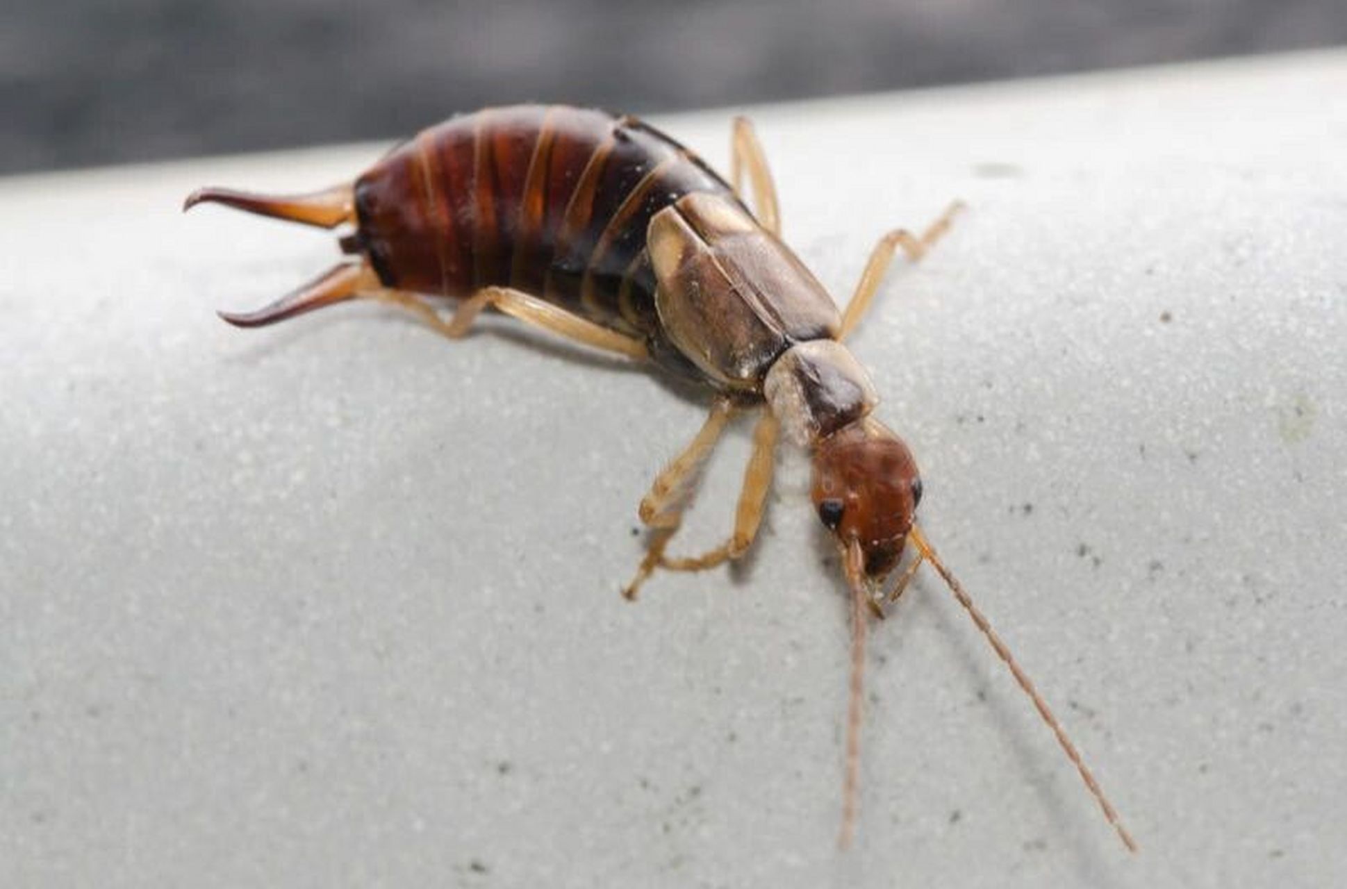 蠼螋这种虫子一般是在室外出现,但是它们有时也会在家里出现,蠼螋出现