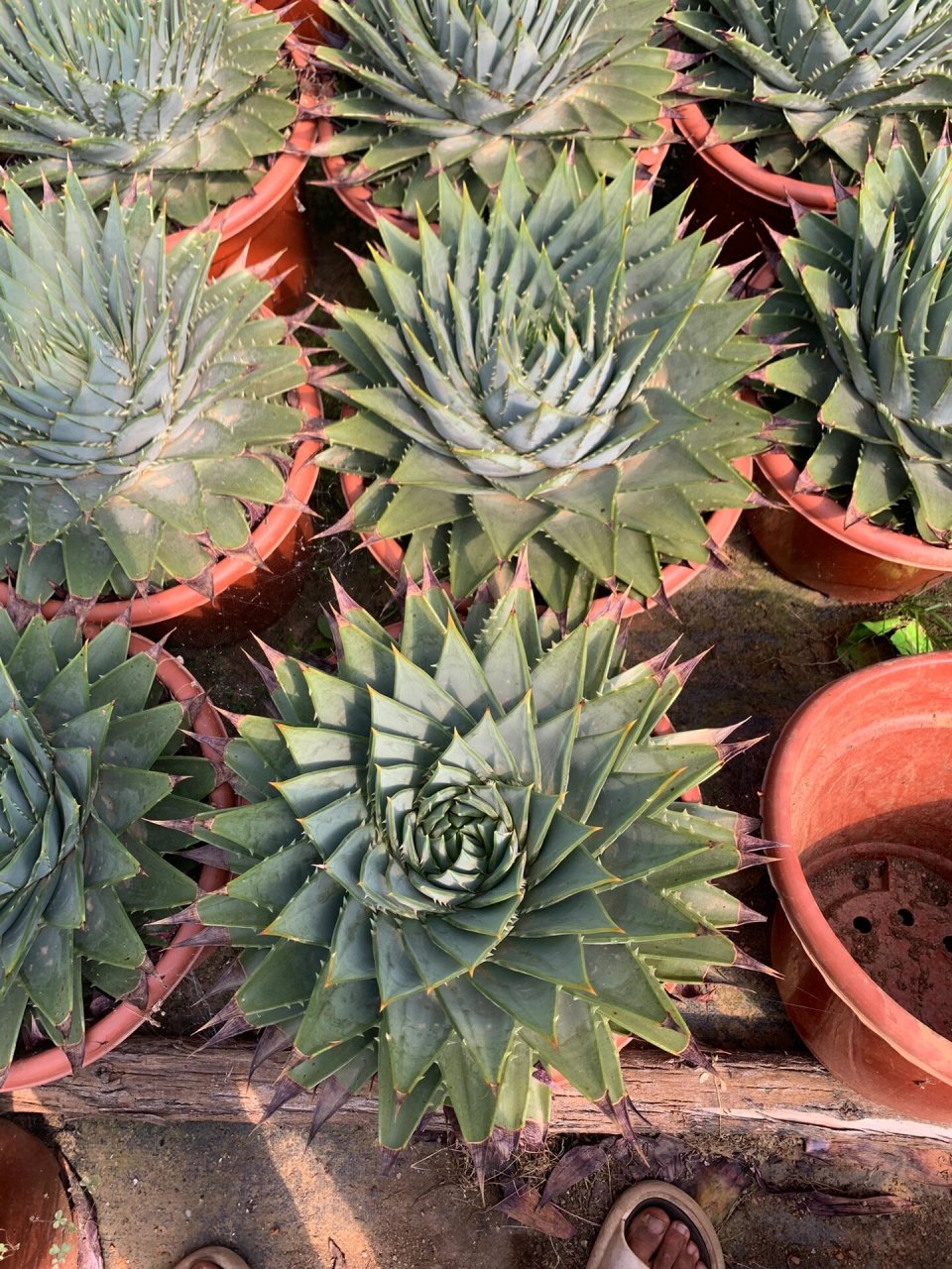 旋转芦荟,女王芦荟批发零售