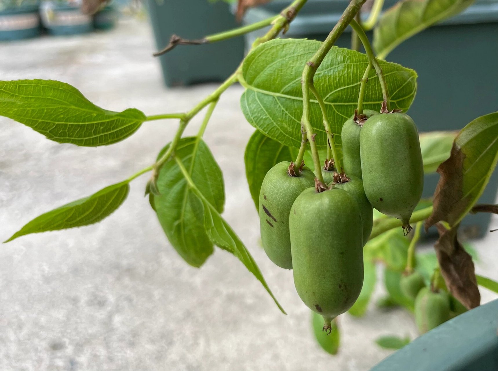 (水果篇) 图二:软枣猕猴桃,品种:伊赛.