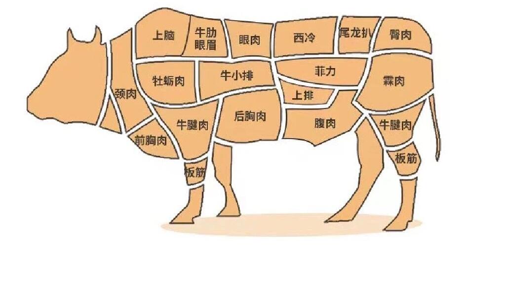 牛肉各部位名称 牛肉部位名称 屠宰后定级  菲力