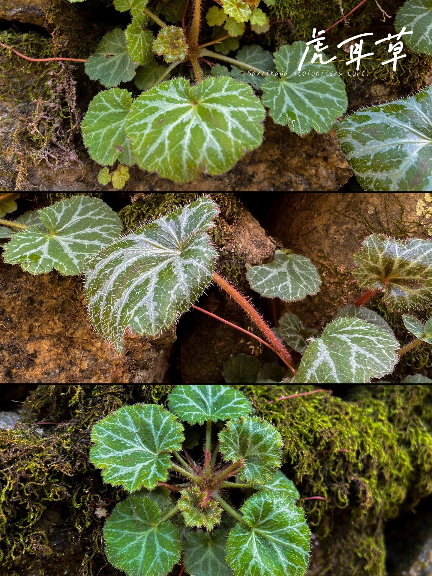 虎耳草科虎耳草属植物 多年生草本,高8-45厘米.