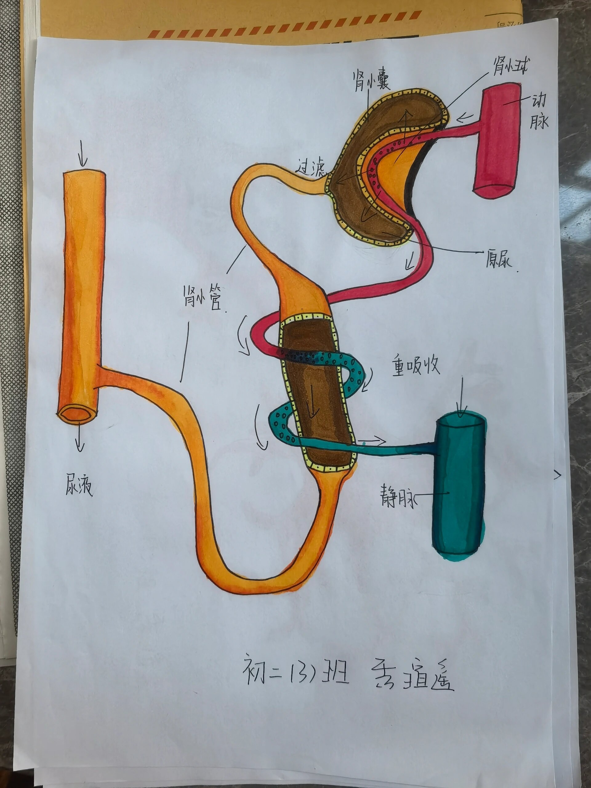 七下生物器官和结构的彩图