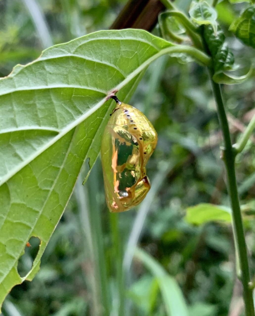 金色蝶蛹～ 户外发现的蝶蛹,金闪闪的[期待]应该是某种斑蝶的蛹,非常