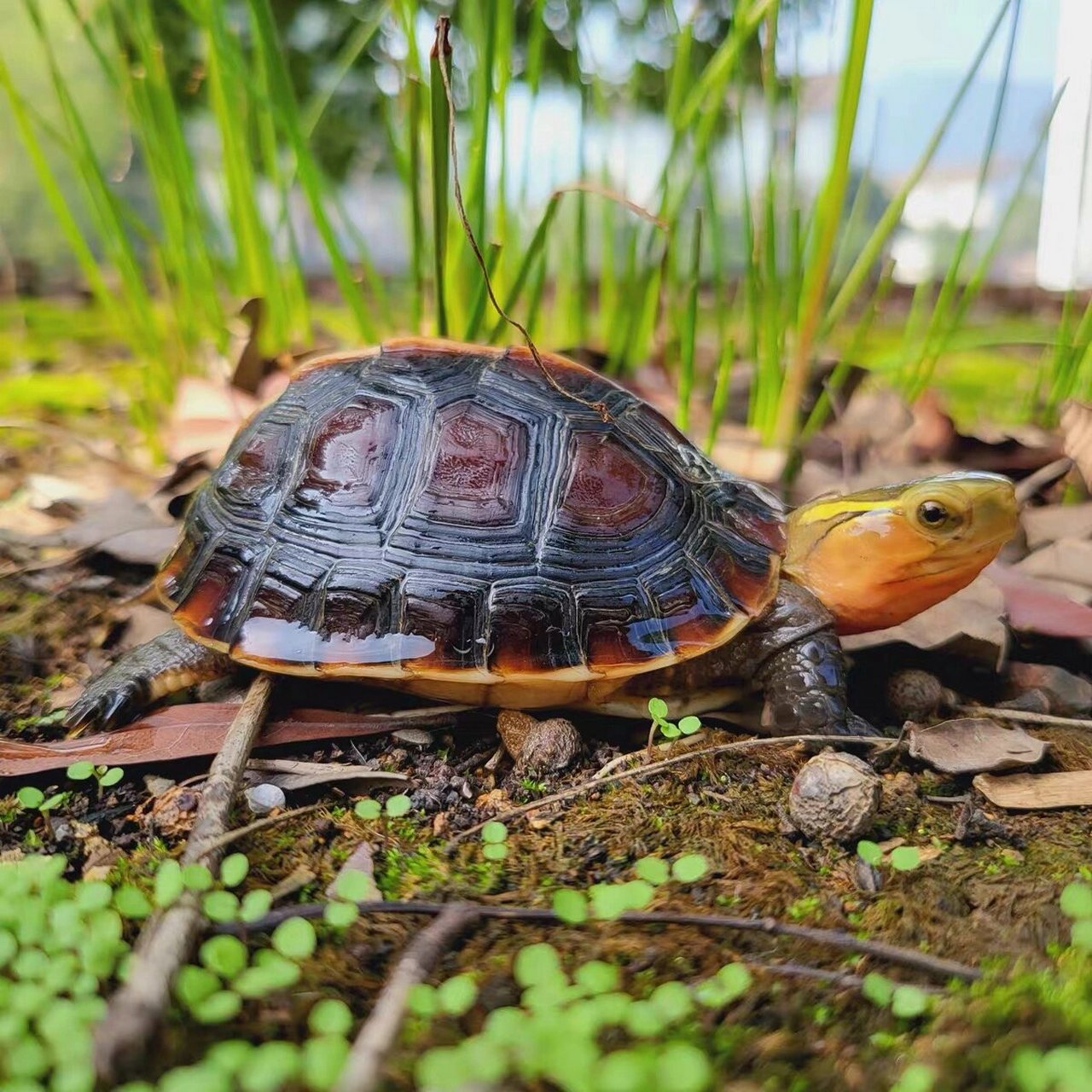黄缘龟简介 又名黄缘箱龟,黄缘闭壳龟,黄缘闭壳龟和金头龟,中国盒龟等