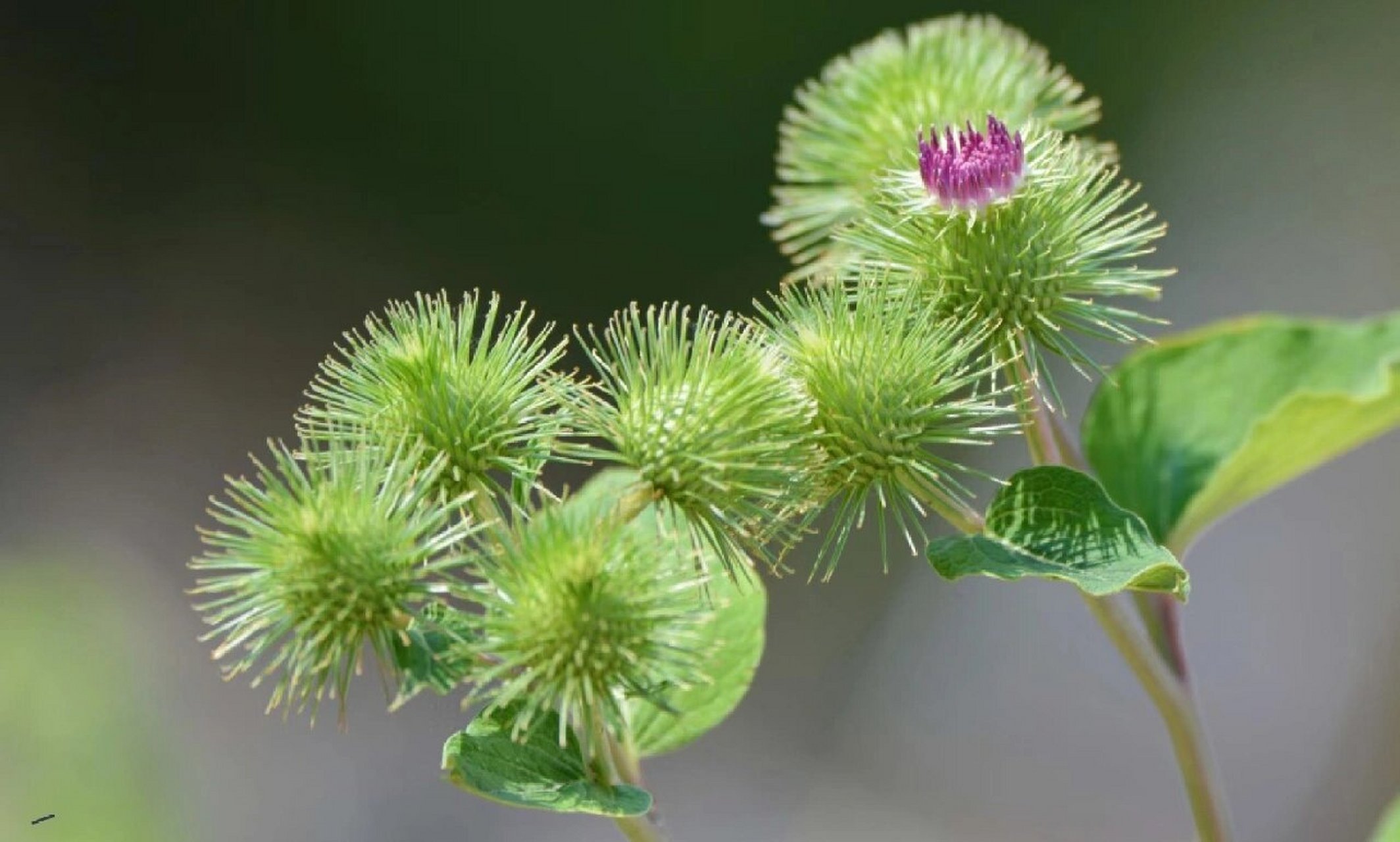 牛蒡子 牛蒡子,中药名.