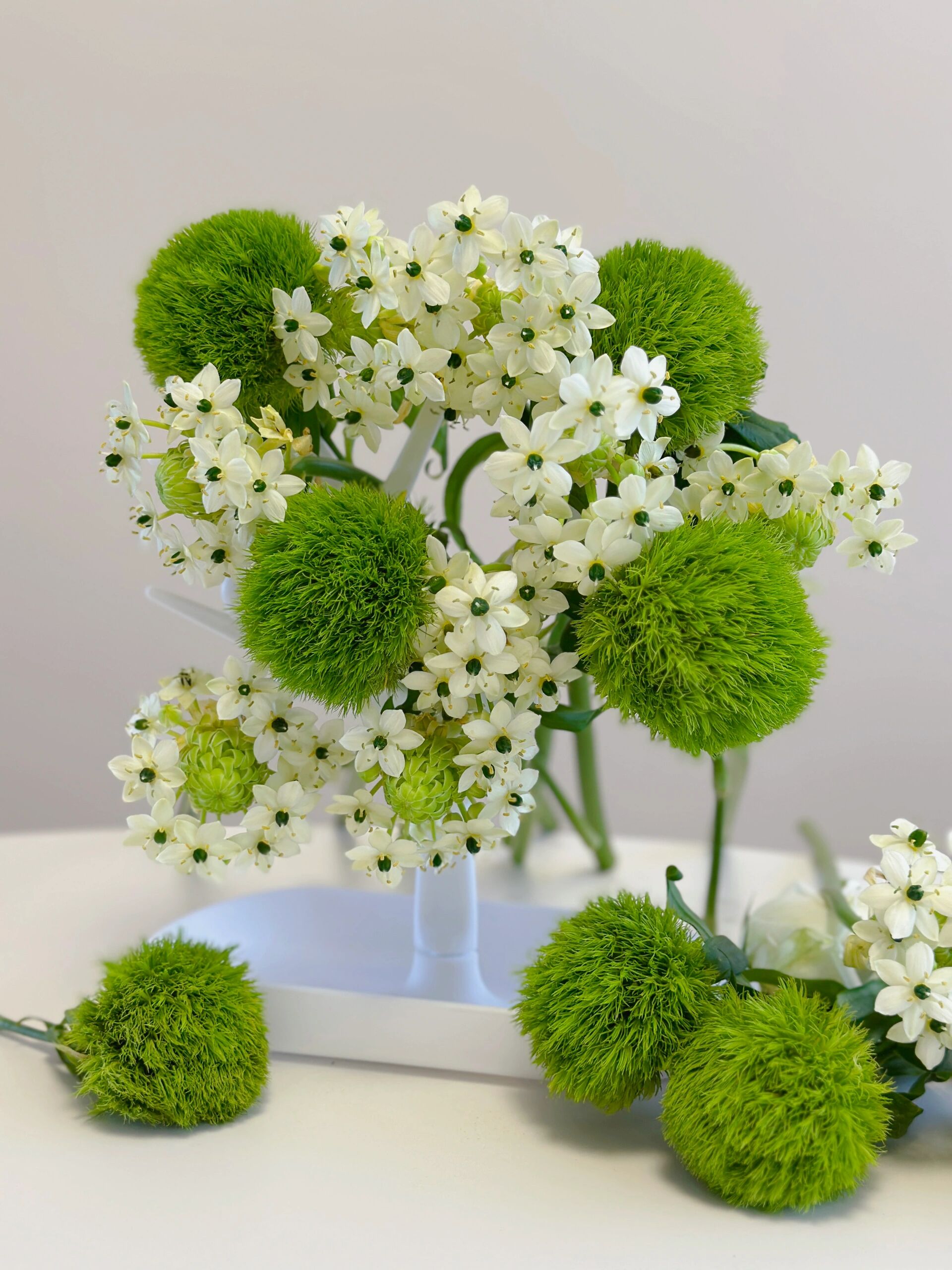 带你每天认识一种花材215/天鹅绒77绿毛球 夏天花