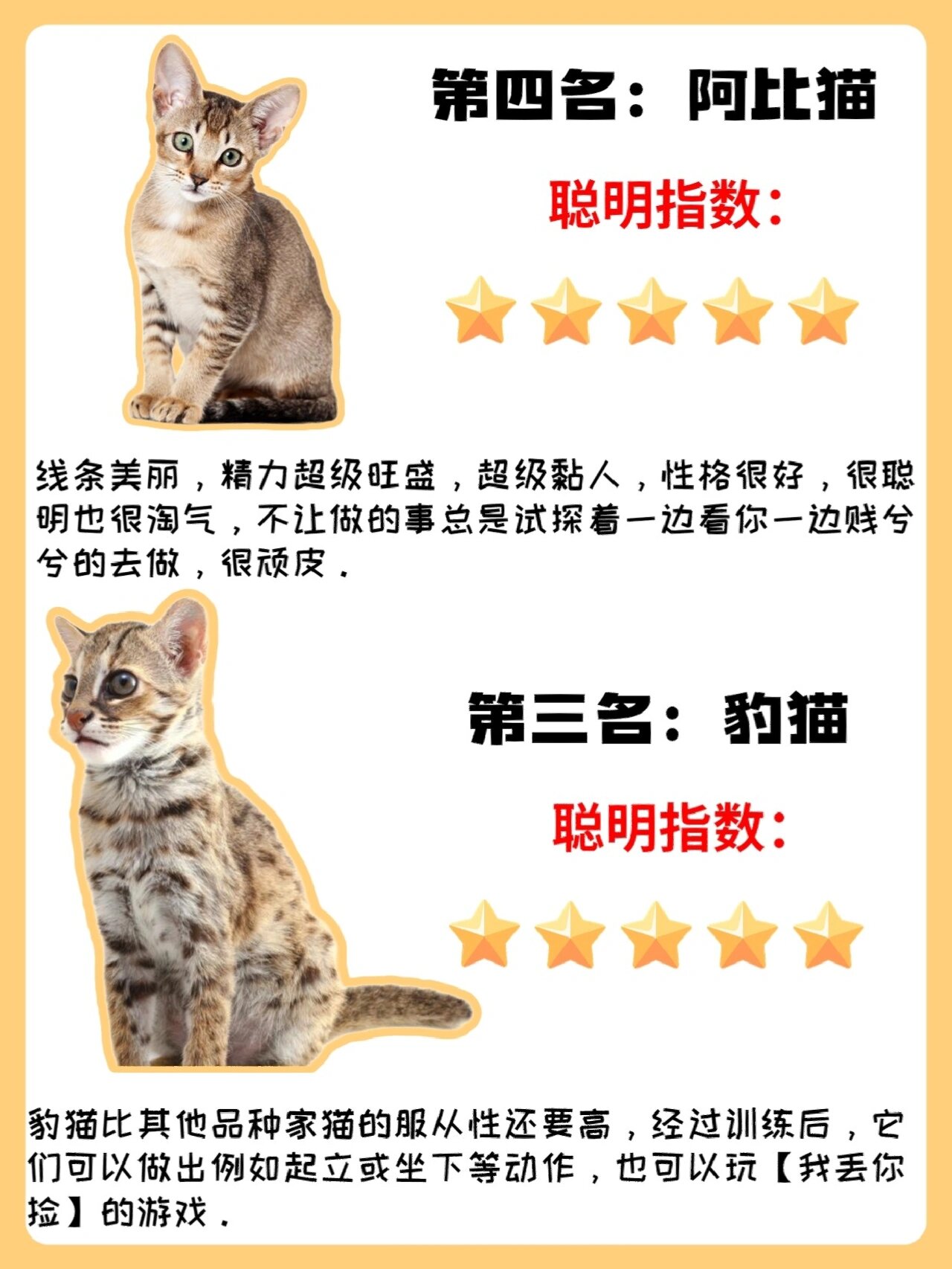 最全猫猫智商排名解析版!看看你家排第几?