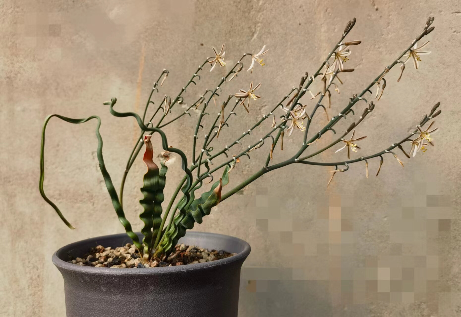 【朴原】trachyandra tortilis t属海带弹簧草 99来自南美纳马夸兰