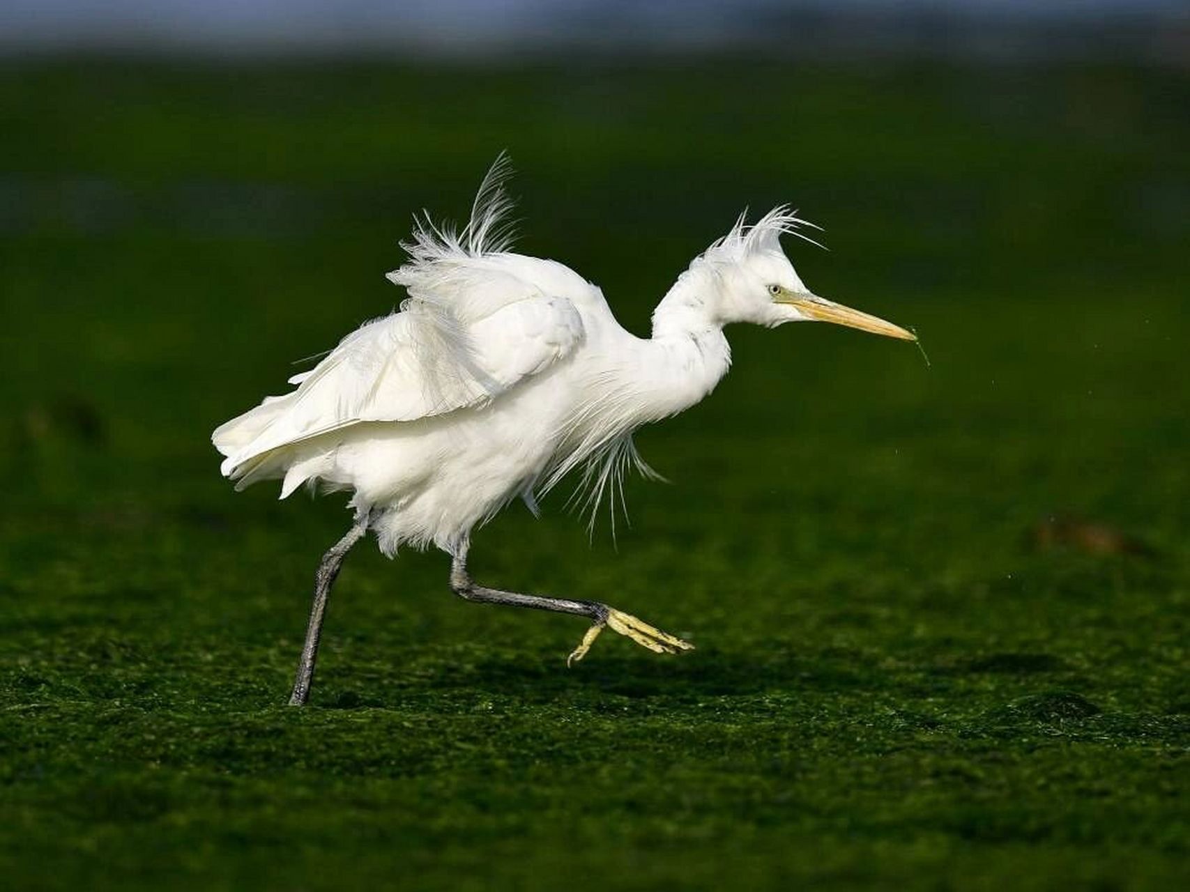 黄嘴白鹭是国家一级保护动物 黄嘴白鹭(学名:egretta eulophotes),也