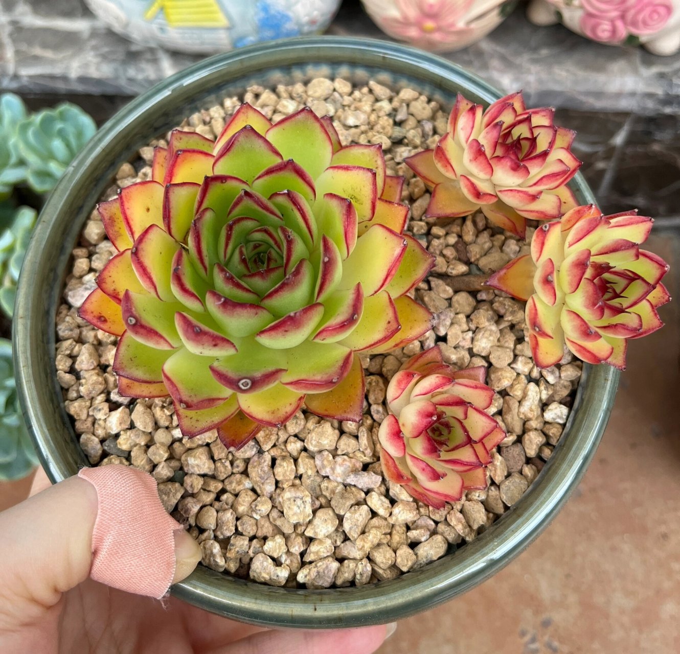 萤火虫多肉～ 对这颗有三个小飘枝的萤火虫爱不释手,跟直播间一模一样