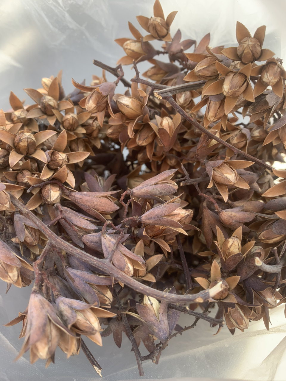 活血化瘀～香椿籽 身上来姨妈,发黑有渣,没血.