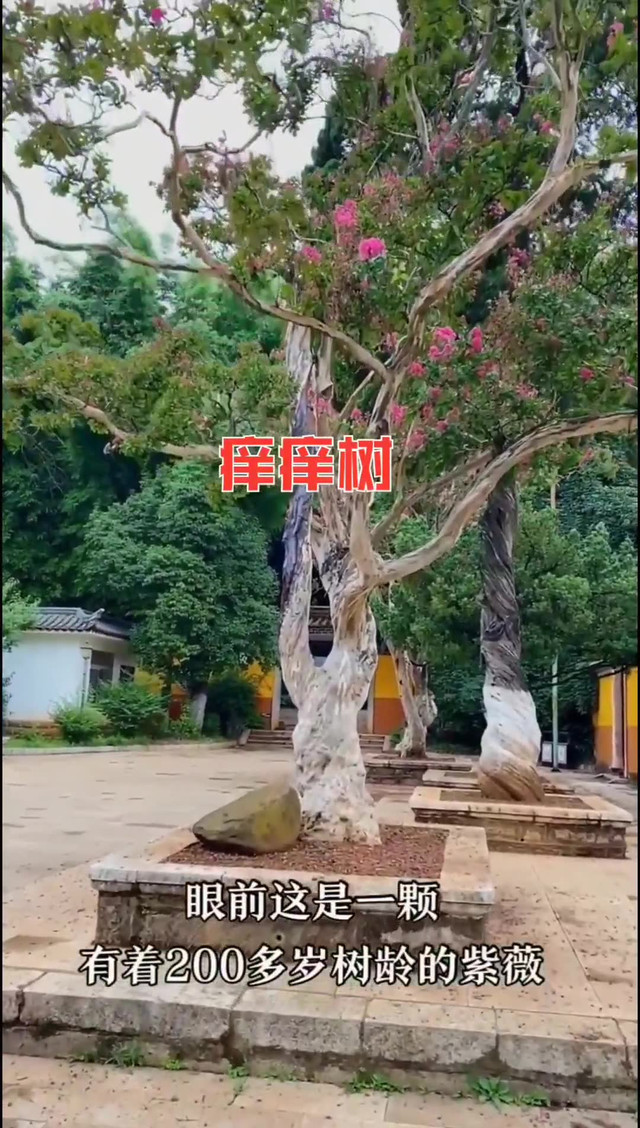 痒痒树为什么怕痒图片