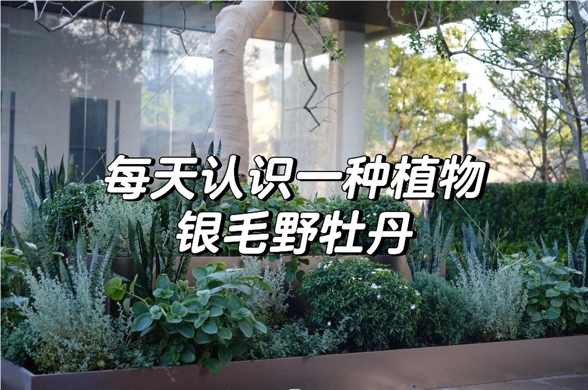 银毛野牡丹 常绿灌木 科属:野牡丹科(melastomataceae) 蒂牡花属