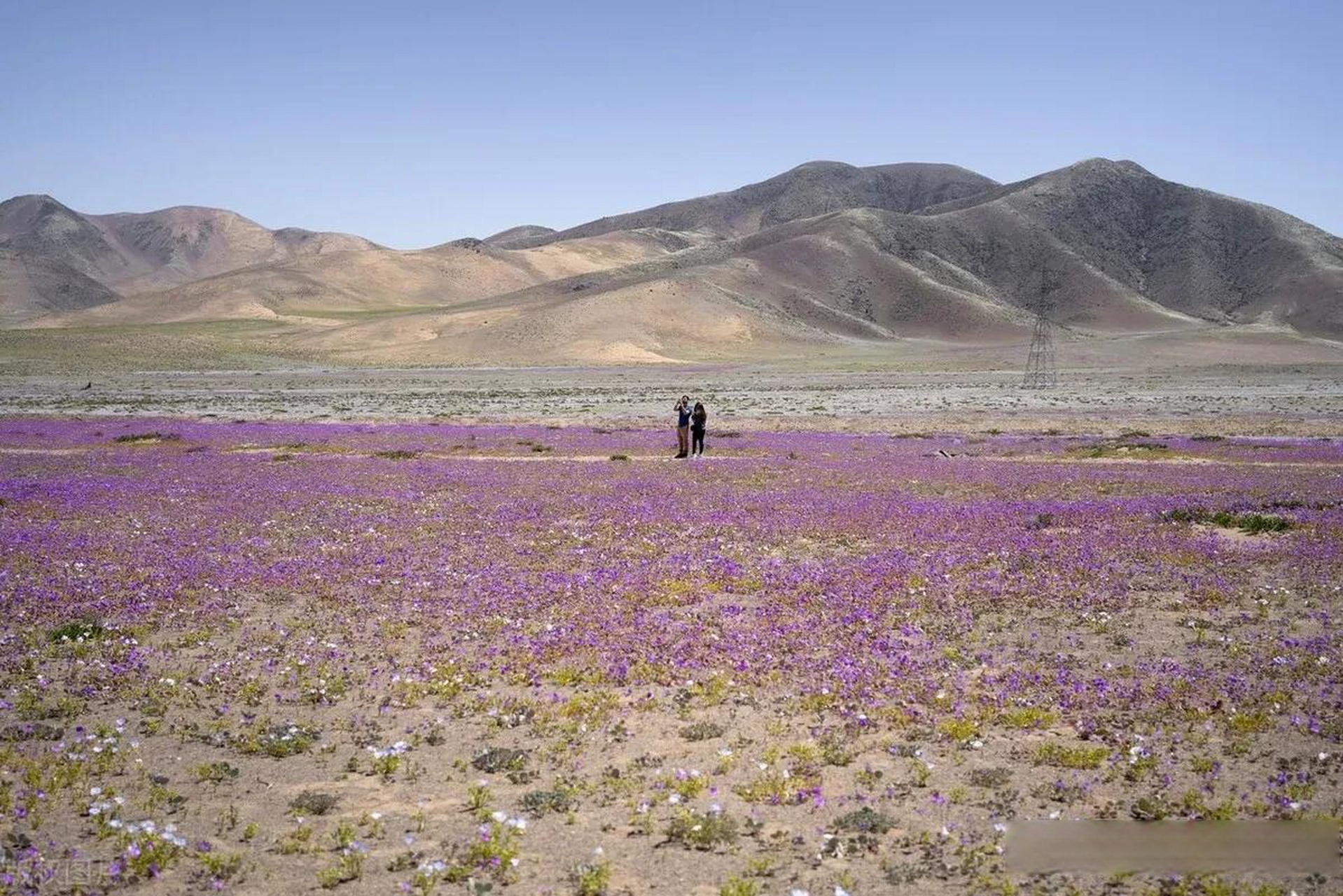 智利阿塔卡马沙漠大片鲜花罕见盛开 当地时间2022年10月9日,智利,阿塔