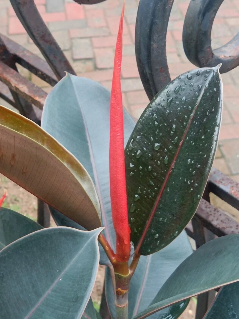 91 印度榕,榕树被视为长寿,吉祥的象征. 91寓意荣华富贵.