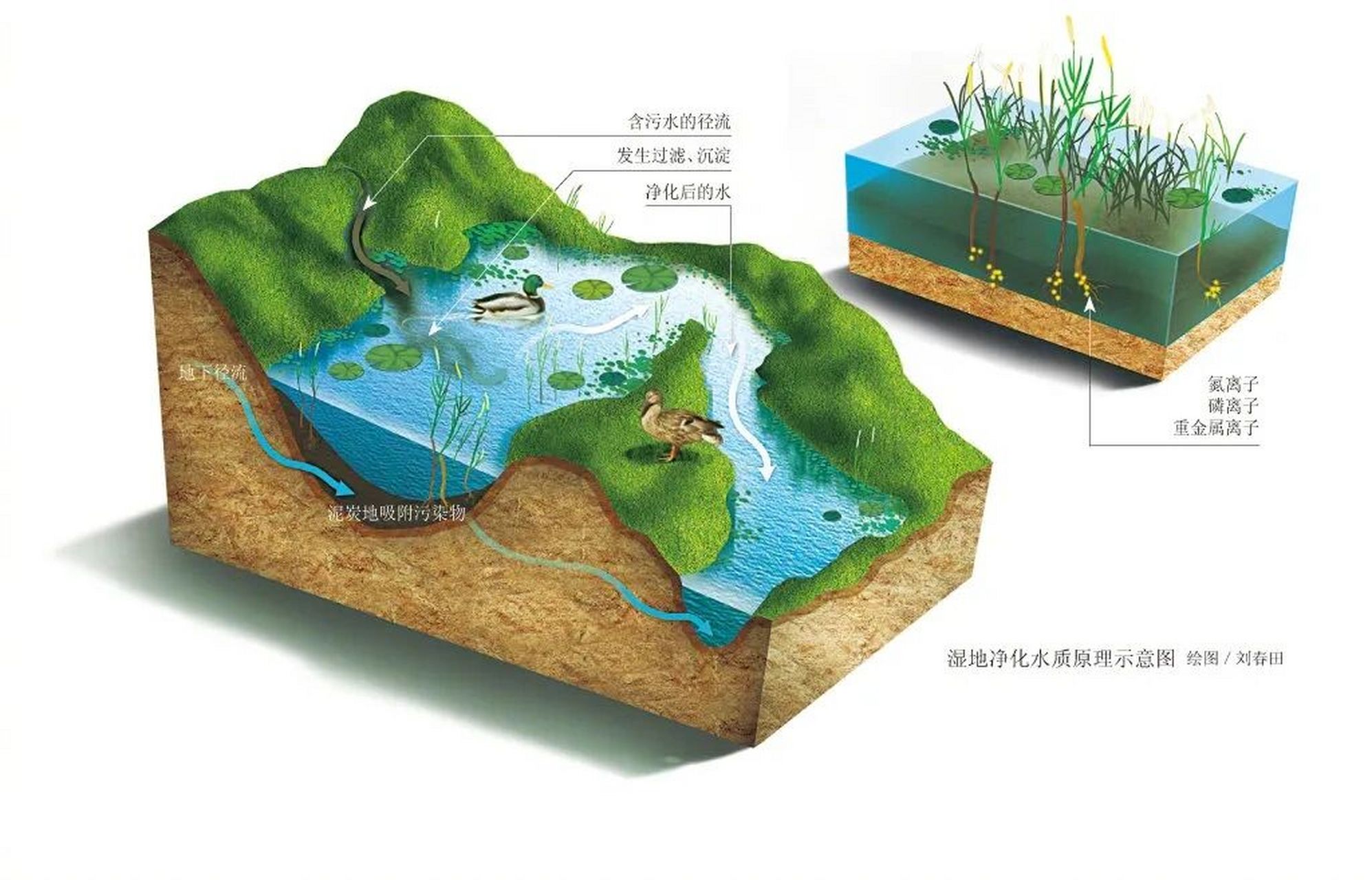 湿地图例图片