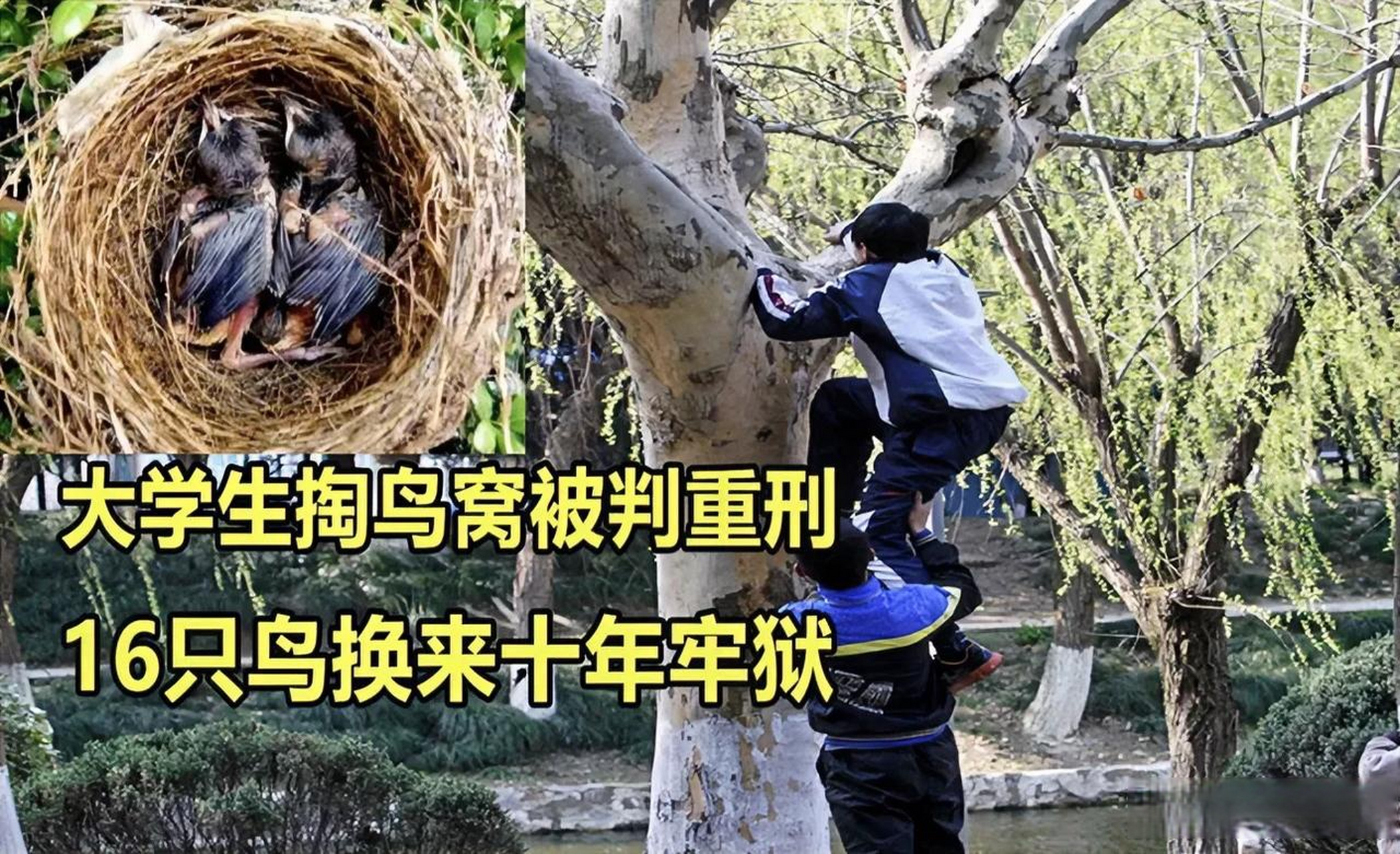 大学生掏鸟被判10年半当事人将出狱有法不守,代价是高昂的,希望引以为