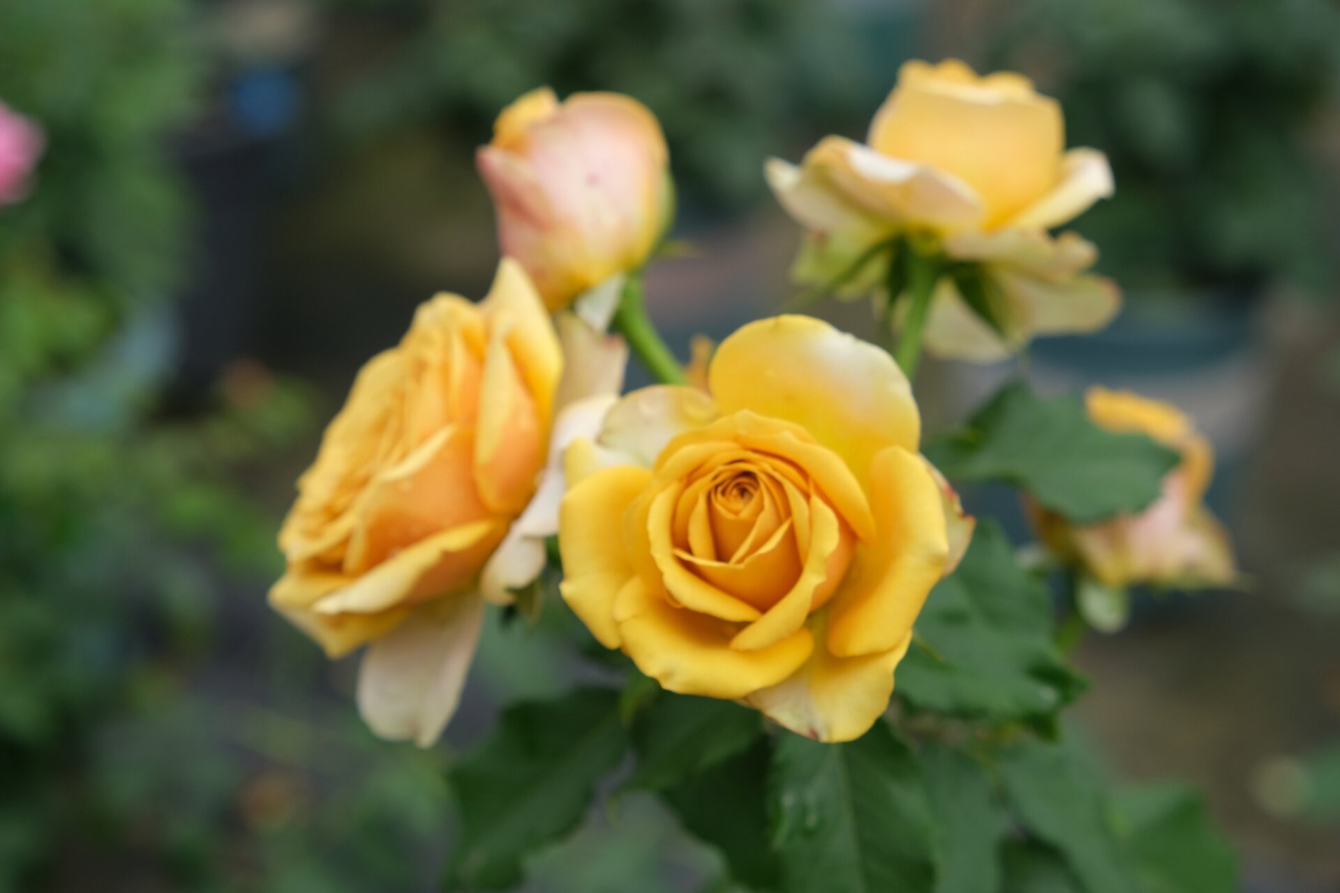 月季品种(32)—松之梦 松之梦,复古色切花月季,直立性好,中香,香味