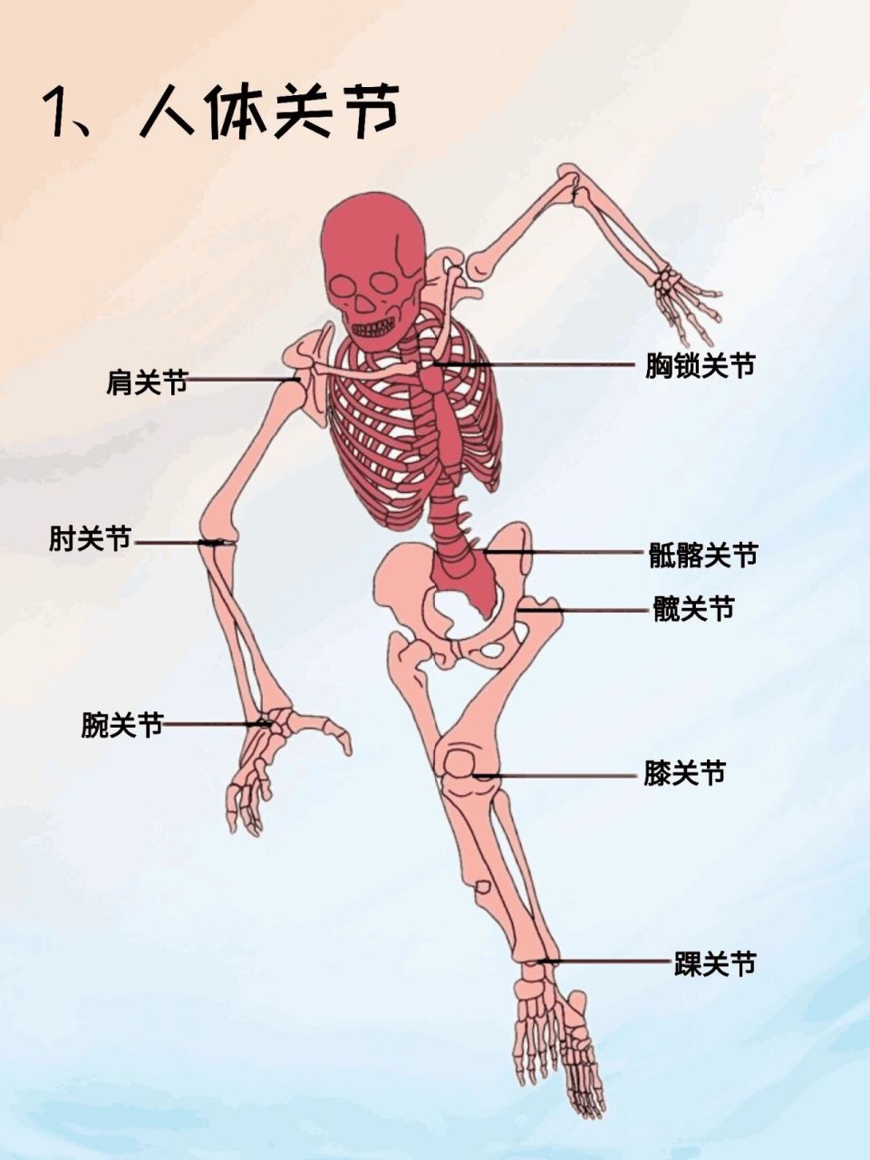 关节突关节解剖图图片