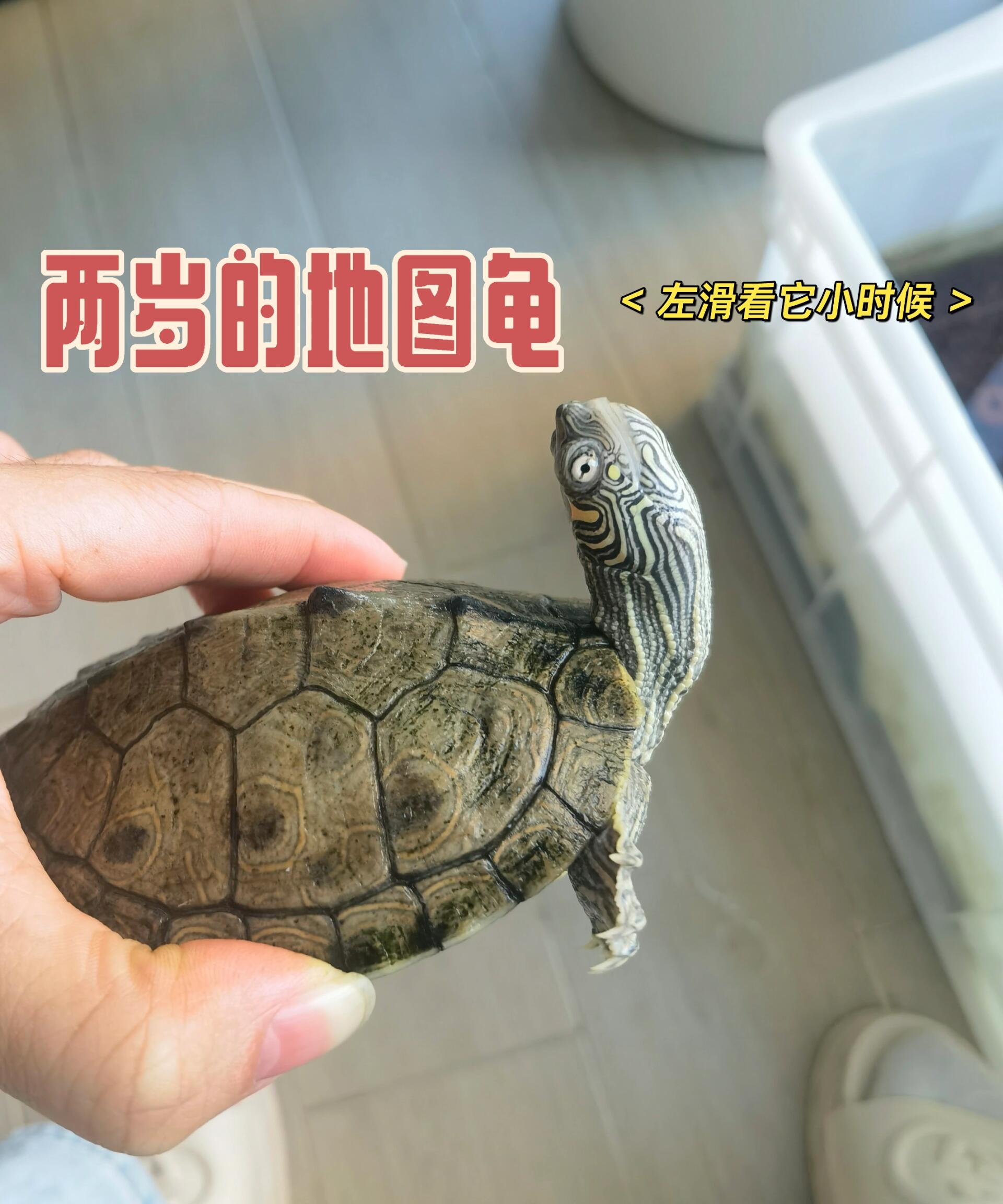 养了两年的地图龟