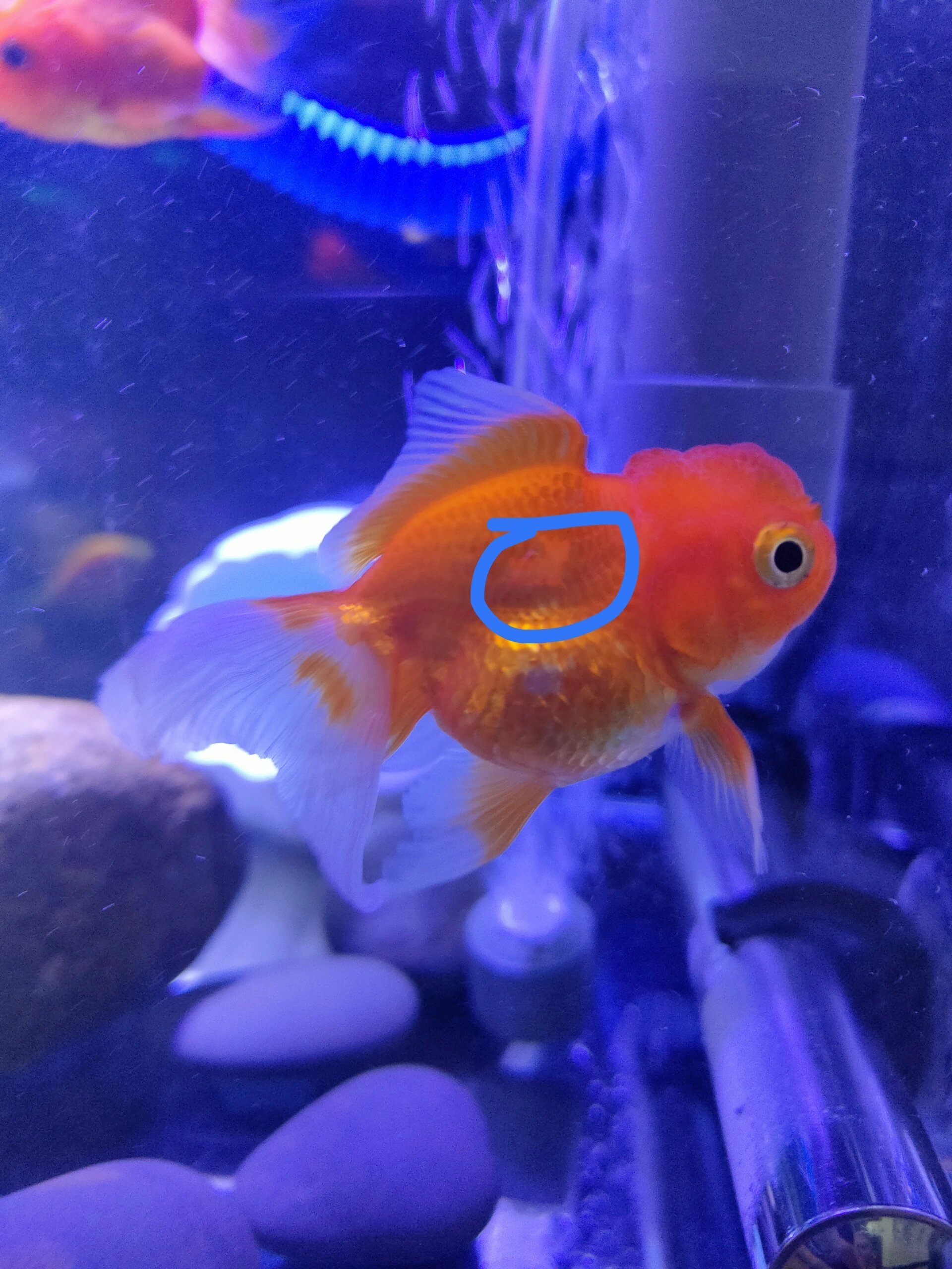 鱼友们,金鱼掉鳞是什么情况?