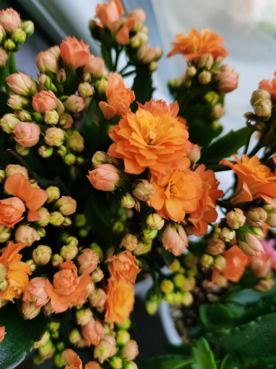 长寿花61织女星 长寿花61织女星,初开