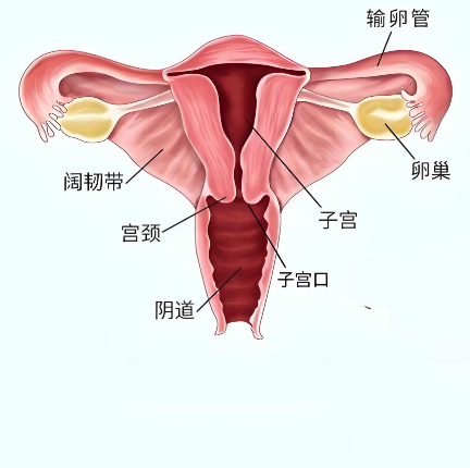 子宫附件指的是卵巢和输卵管这两部分女性内生殖器官