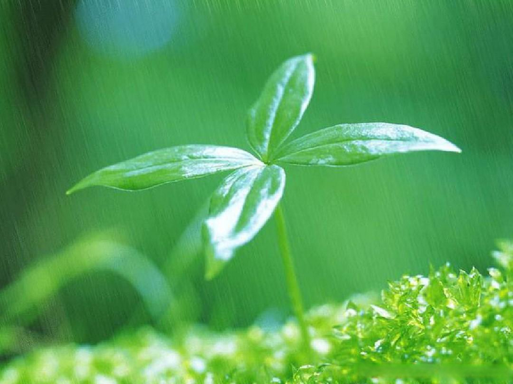 霢霂类珠缀,喘吓状雷奔.