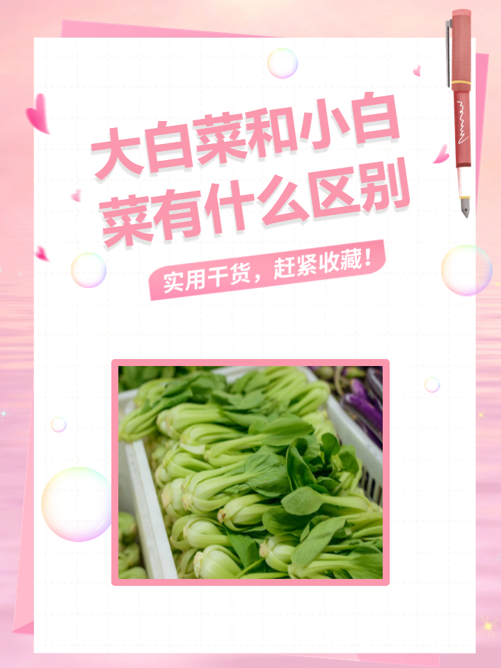 小白菜和大白菜的区别图片