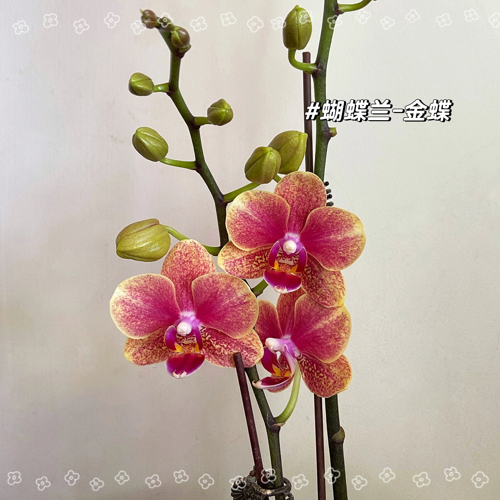 蝴蝶兰金蝶