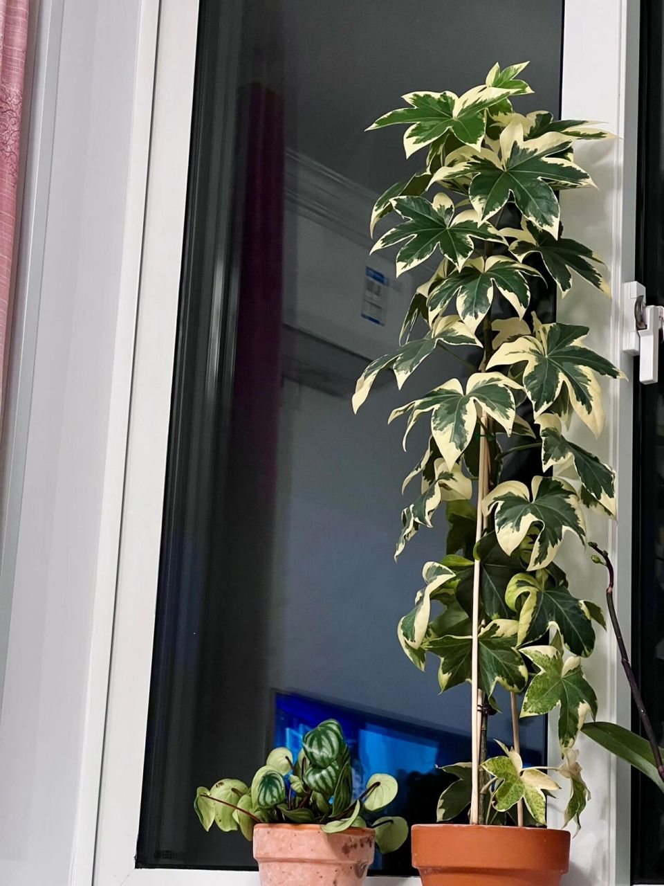 花叶熊掌木 毫无管理也可以养的很好 放在室内北阳台,完全不管他,只有