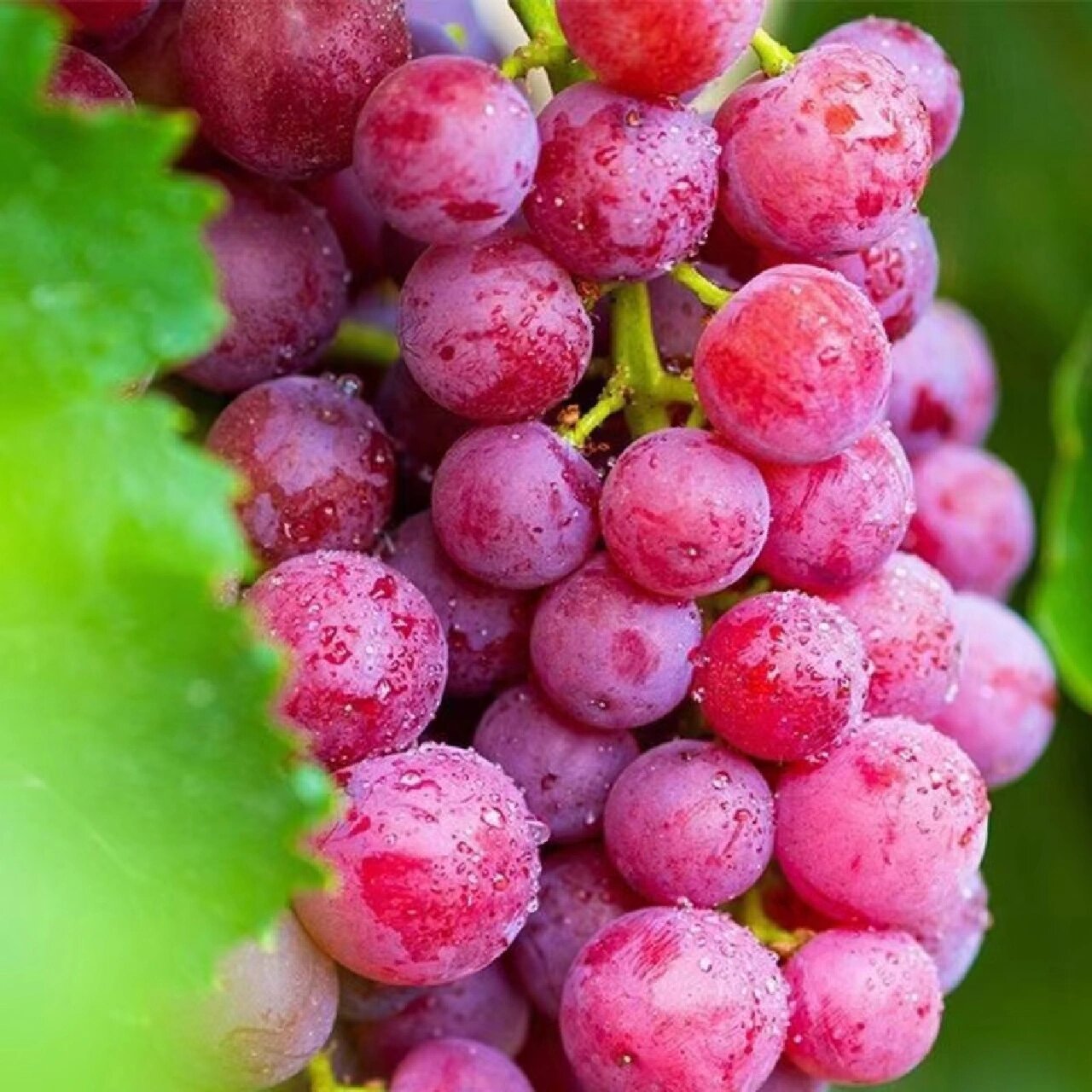 水果文案|脆甜又不用吐籽的无核玻璃翠葡萄 嗨你好啊,我是七蒔,现在在