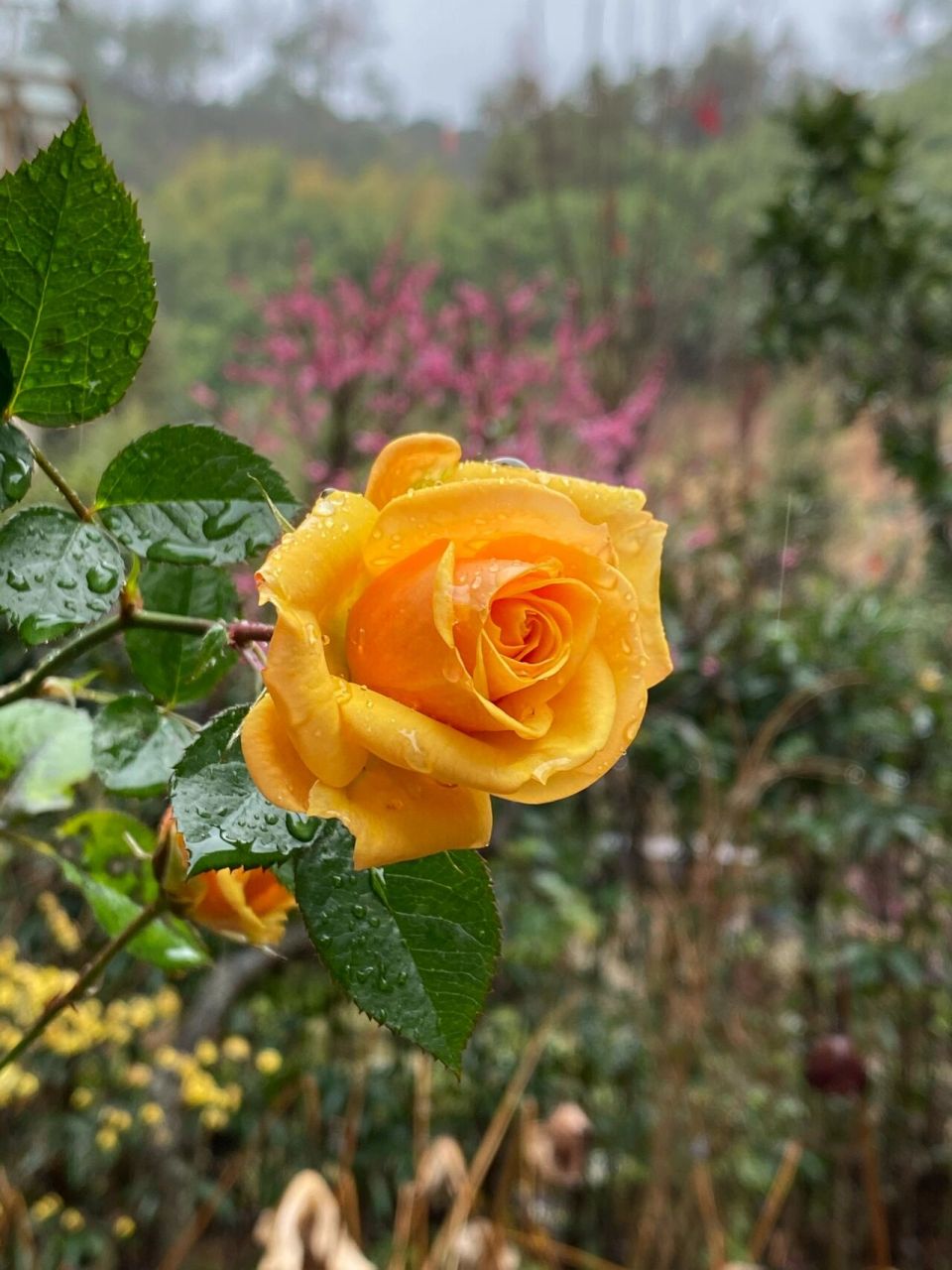 几朵月季"闪耀",这个冬天竟然如此出色.