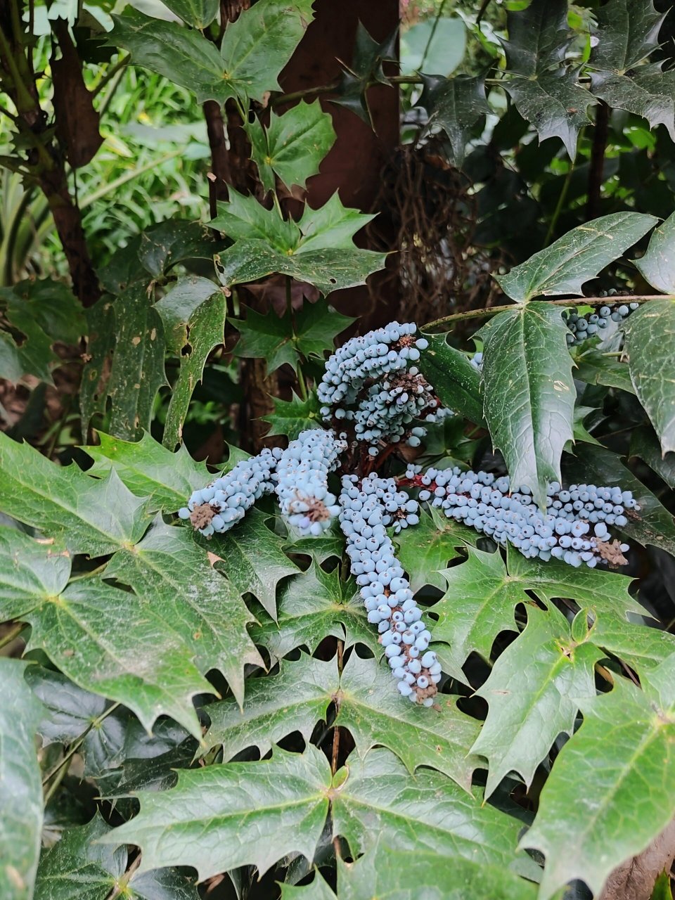 青秀山荫生植物园图片