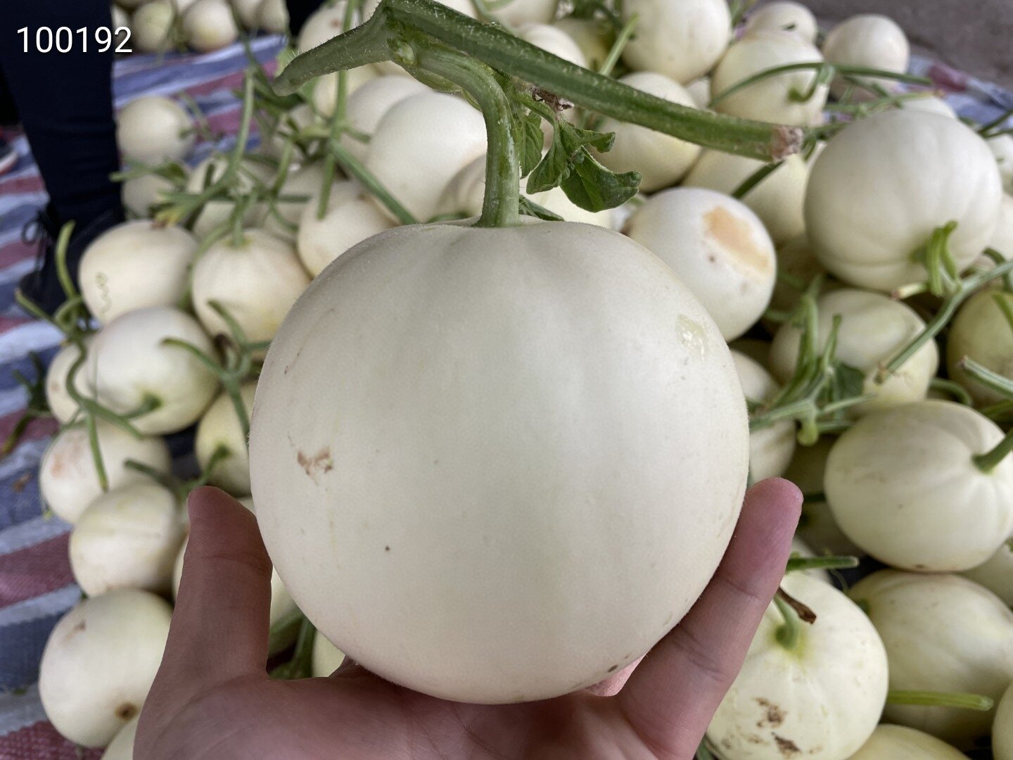 97新品陕西阎良甜瓜(白皮白肉小籽) 阎良甜瓜正式上市,果肉细腻,脆