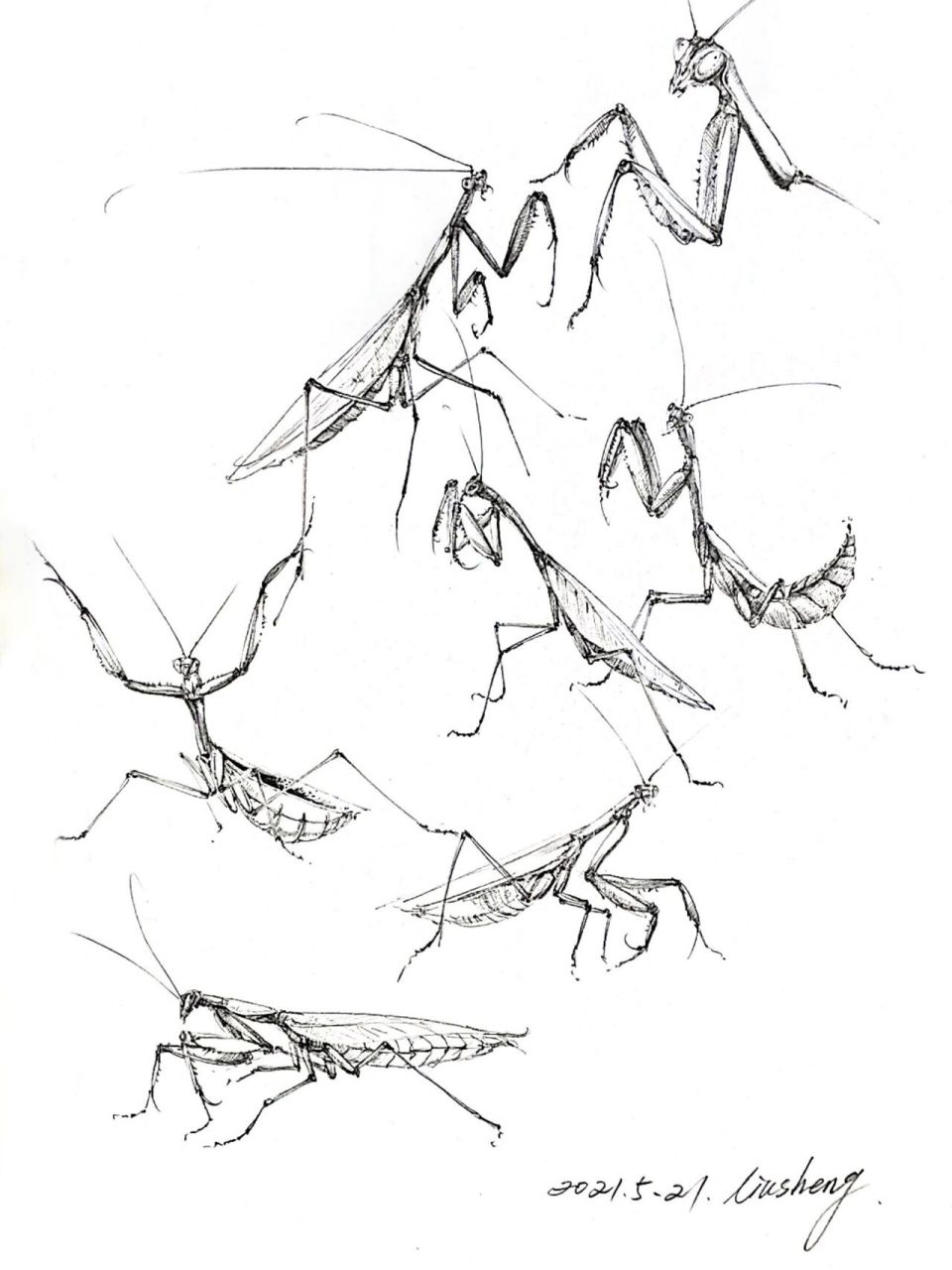 螳螂的简笔画法素描图片