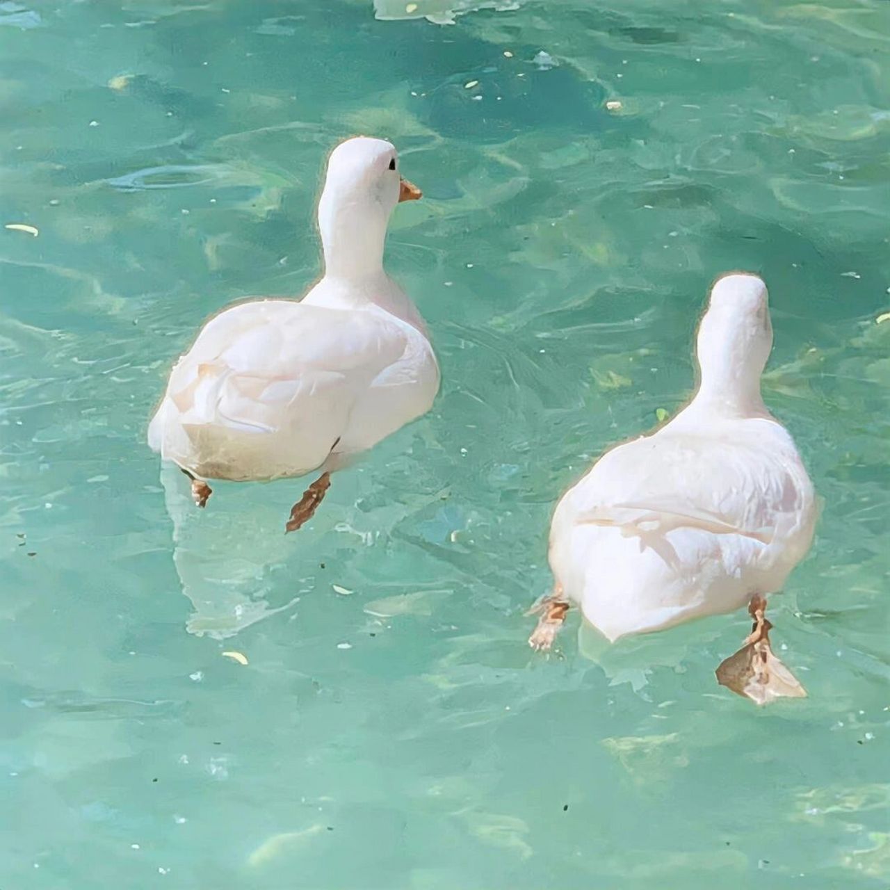 鸭子都眉清目秀了 谁还有这种鸭鸭图片壁纸,求!