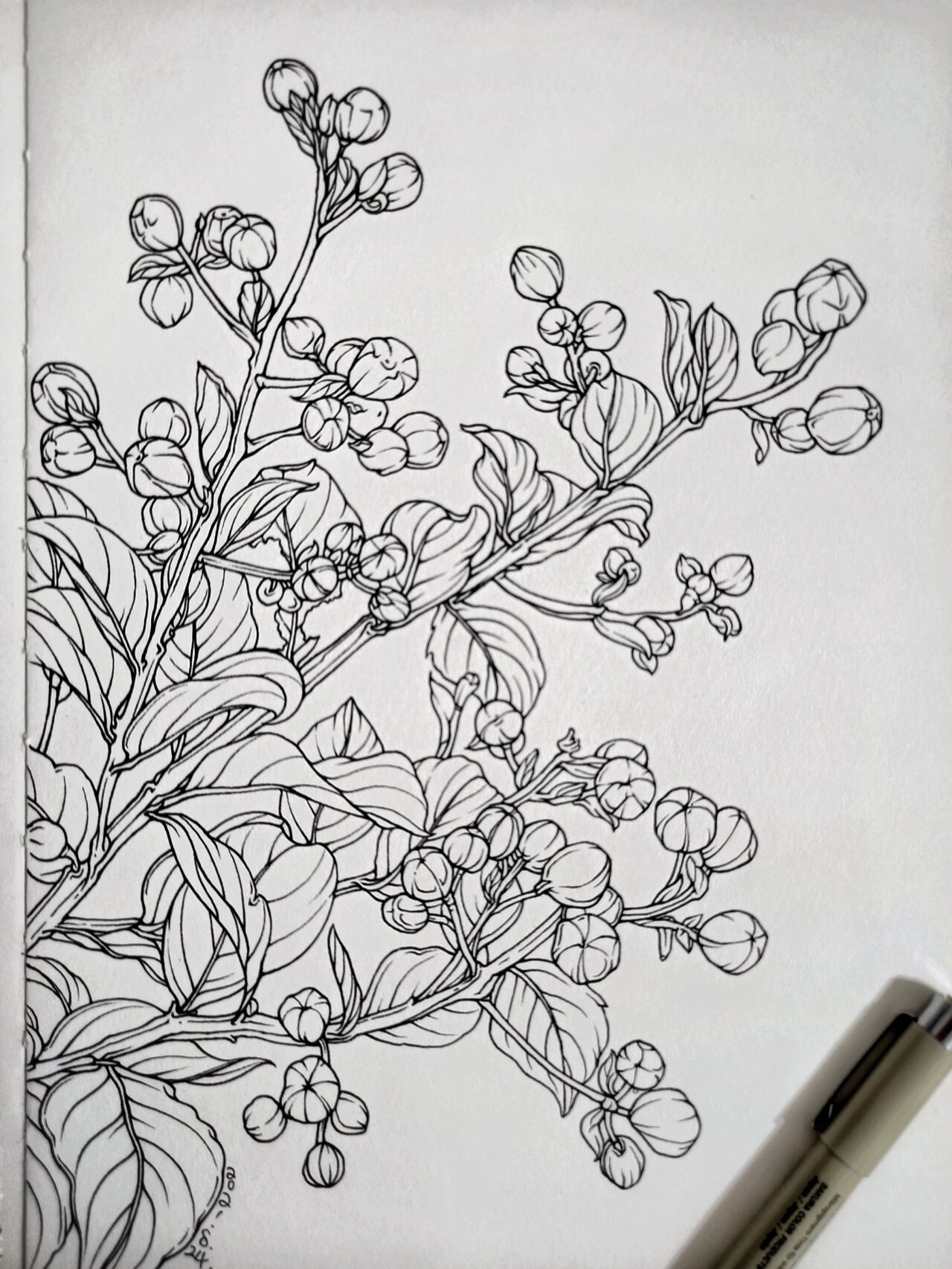 花卉速写-紫薇花