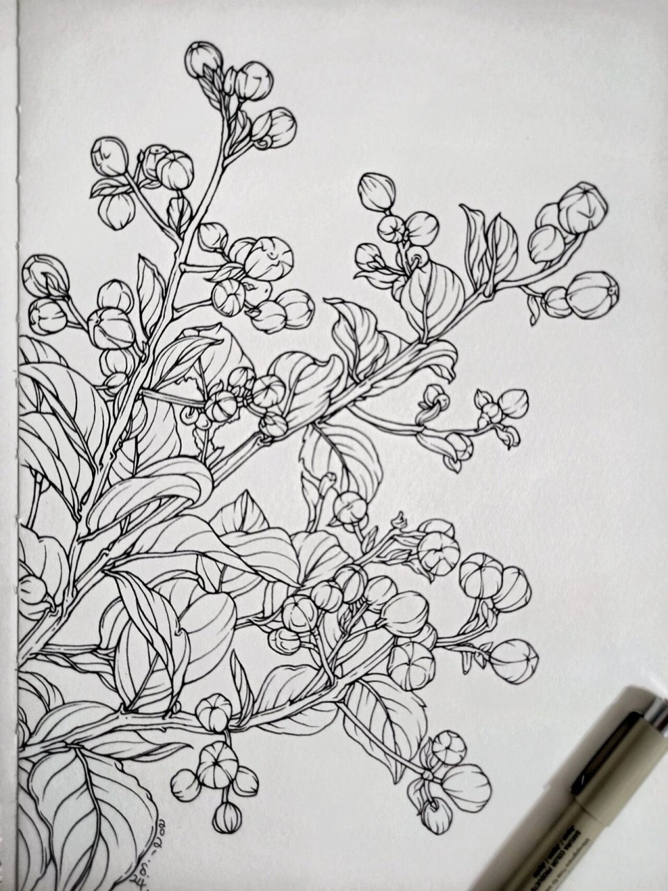 花卉速写-紫薇花 本来想画个紫薇花,结果画得过程中跑偏了.