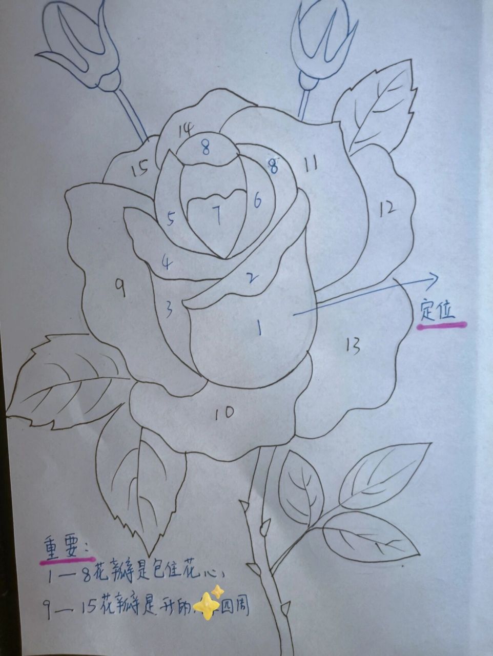 一步一步教我画蔷薇花图片