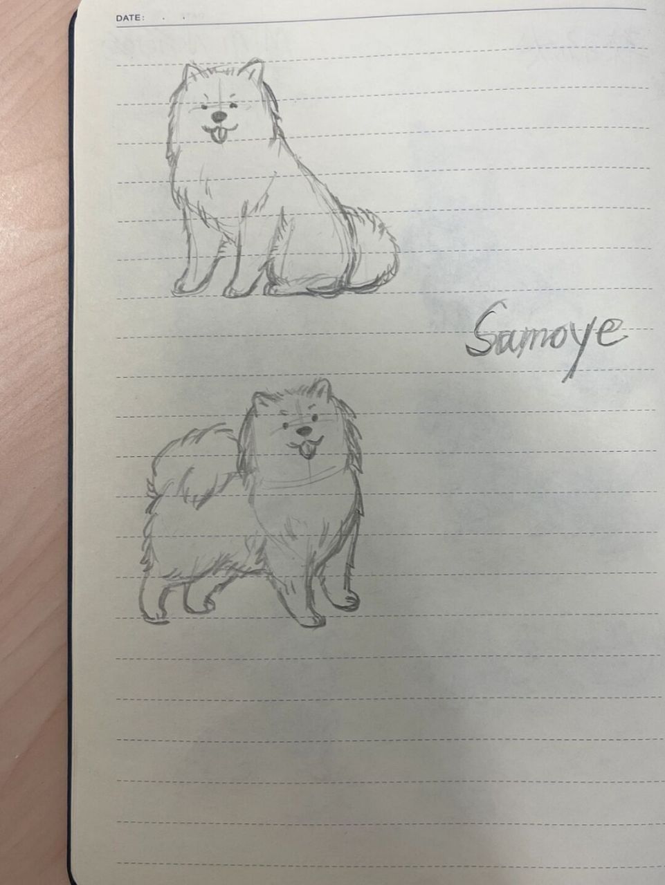 98狗狗简笔画100-26|萨摩耶 狗狗简笔画第26弹!