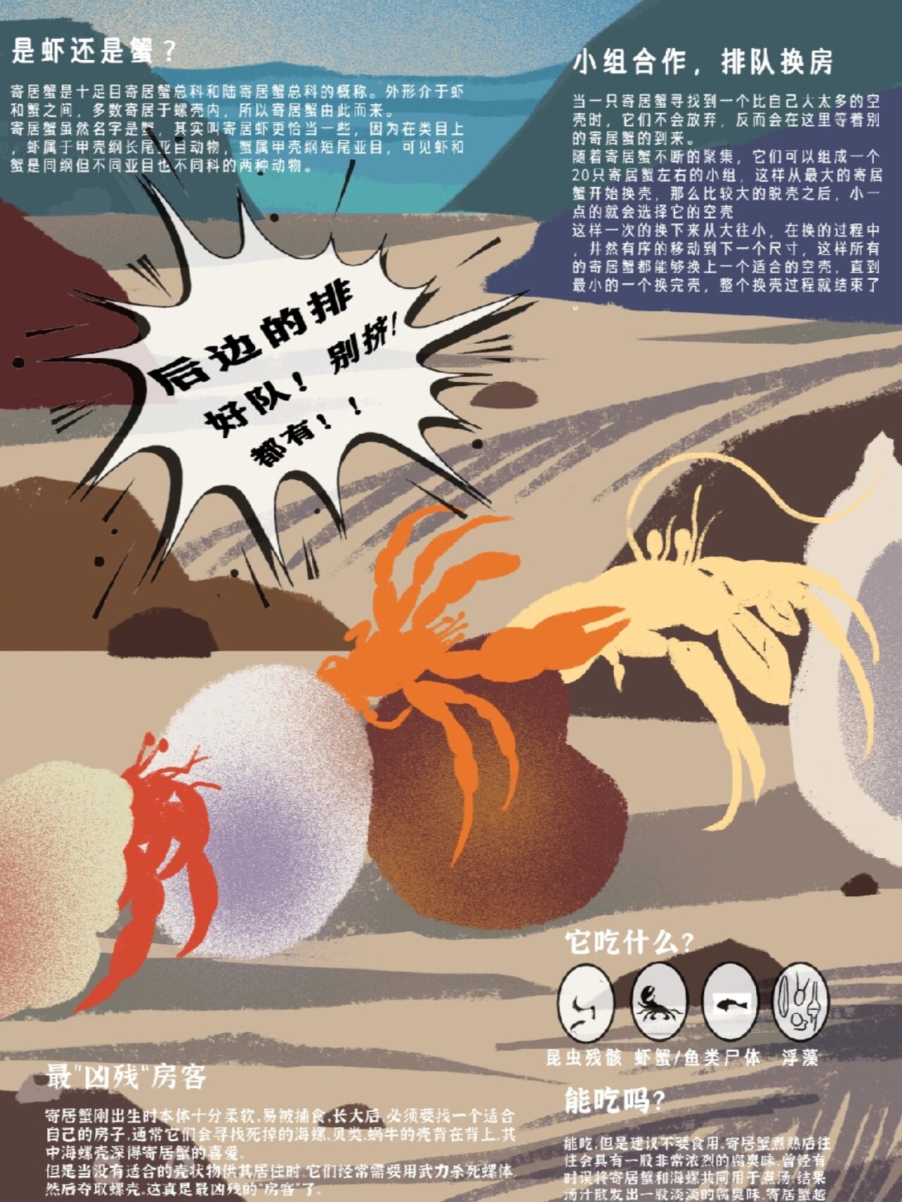 原创科普插画|赶海常见生物-寄居蟹