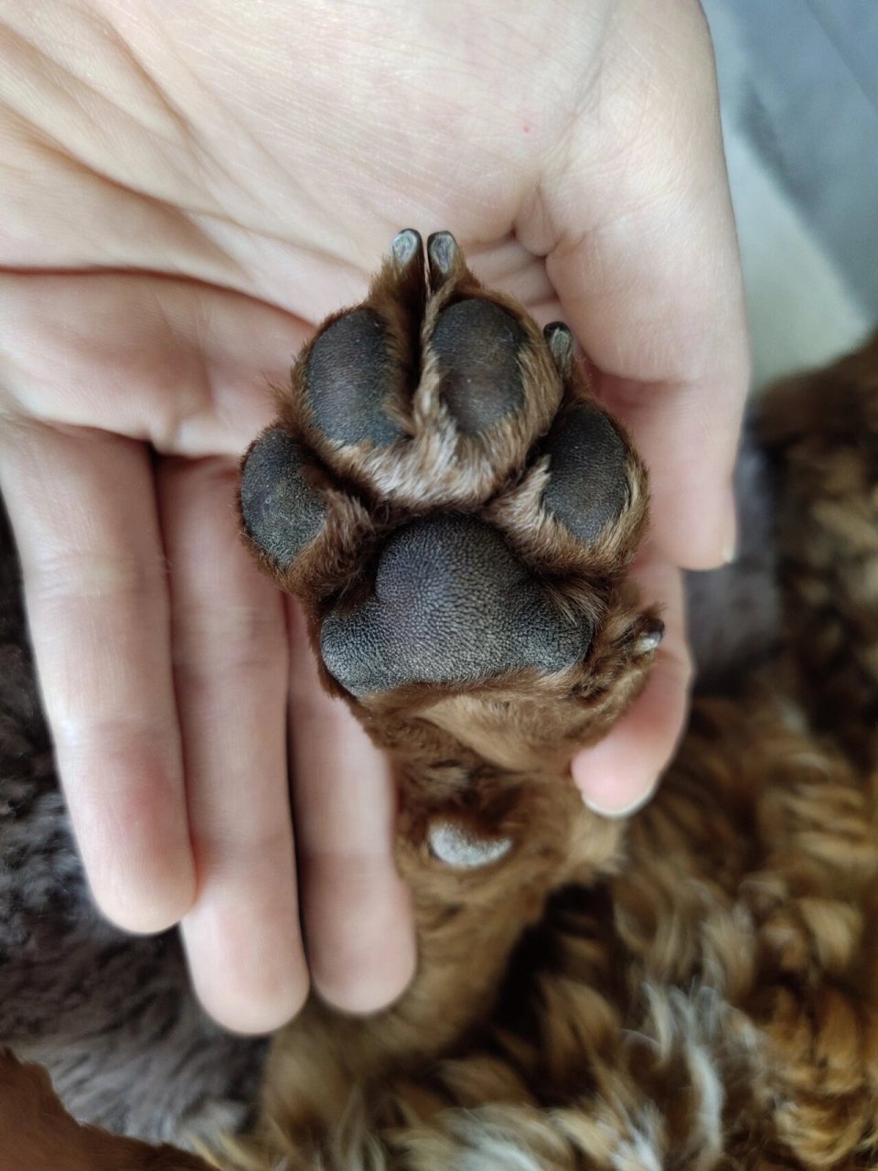 泰迪 | 是淘气包,还是小棉袄 识狗爪辨性格 无意间在网上看到这个看狗