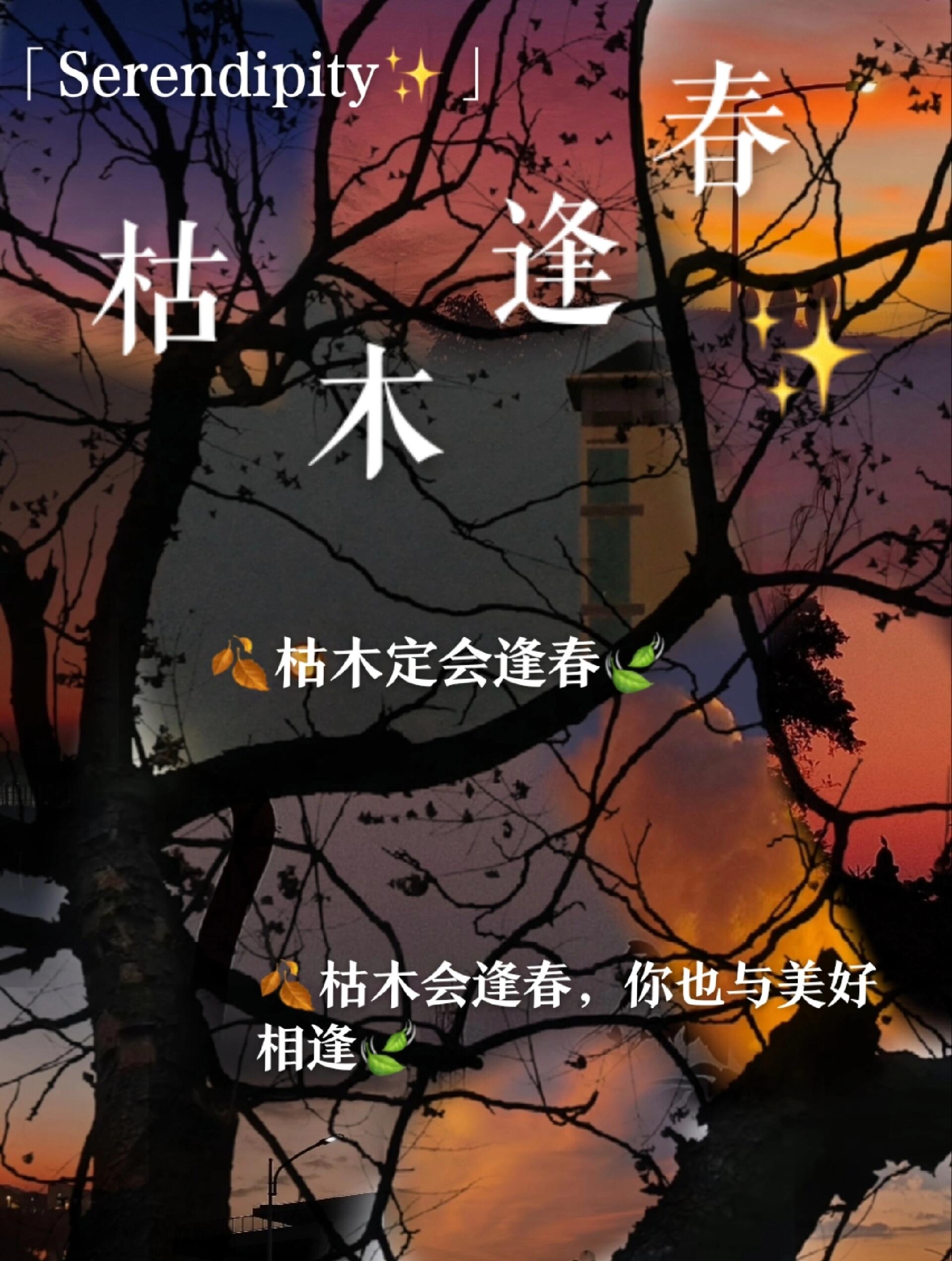 《重生之枯木》