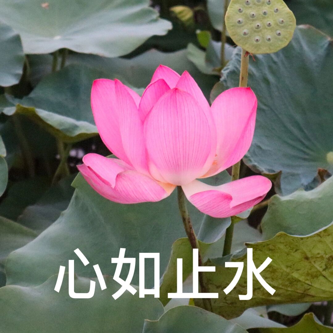 一朵莲花表情包图片